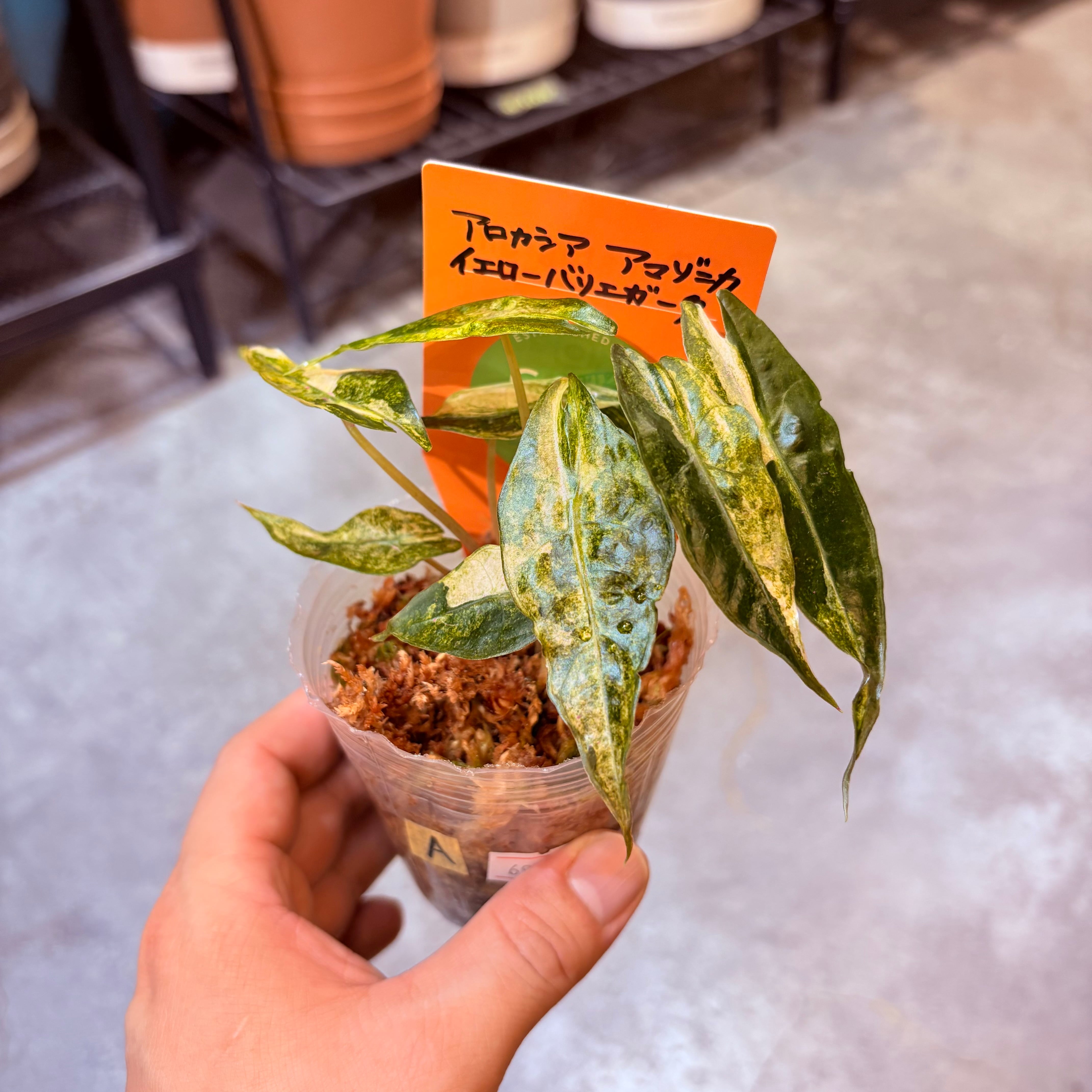 アロカシア アマゾニカ イエローバリエガータ 2.5号【A】 | Green