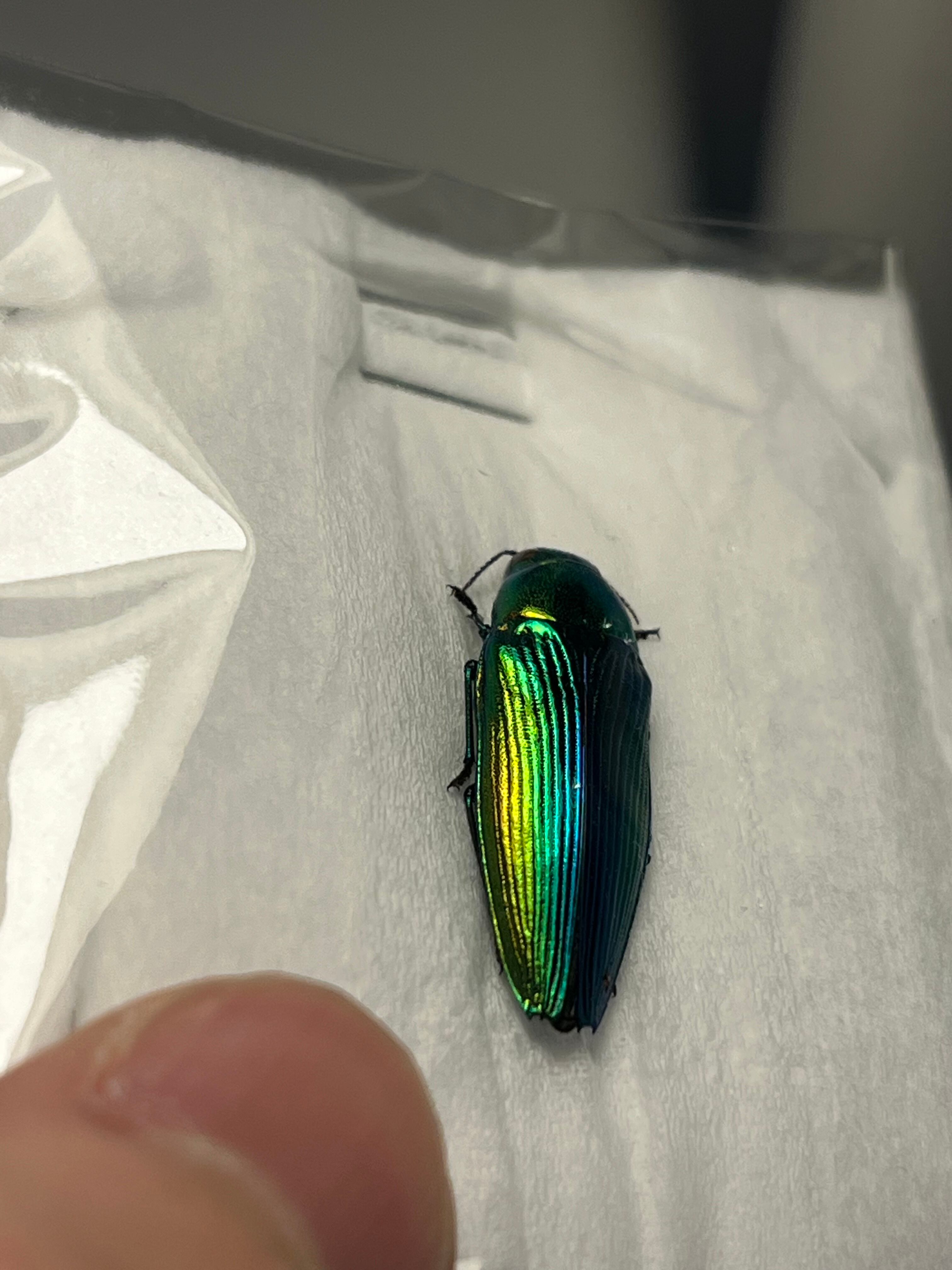 35mm♂】スハンダエオウサマムカシタマムシ Calodema suhandae 昆虫