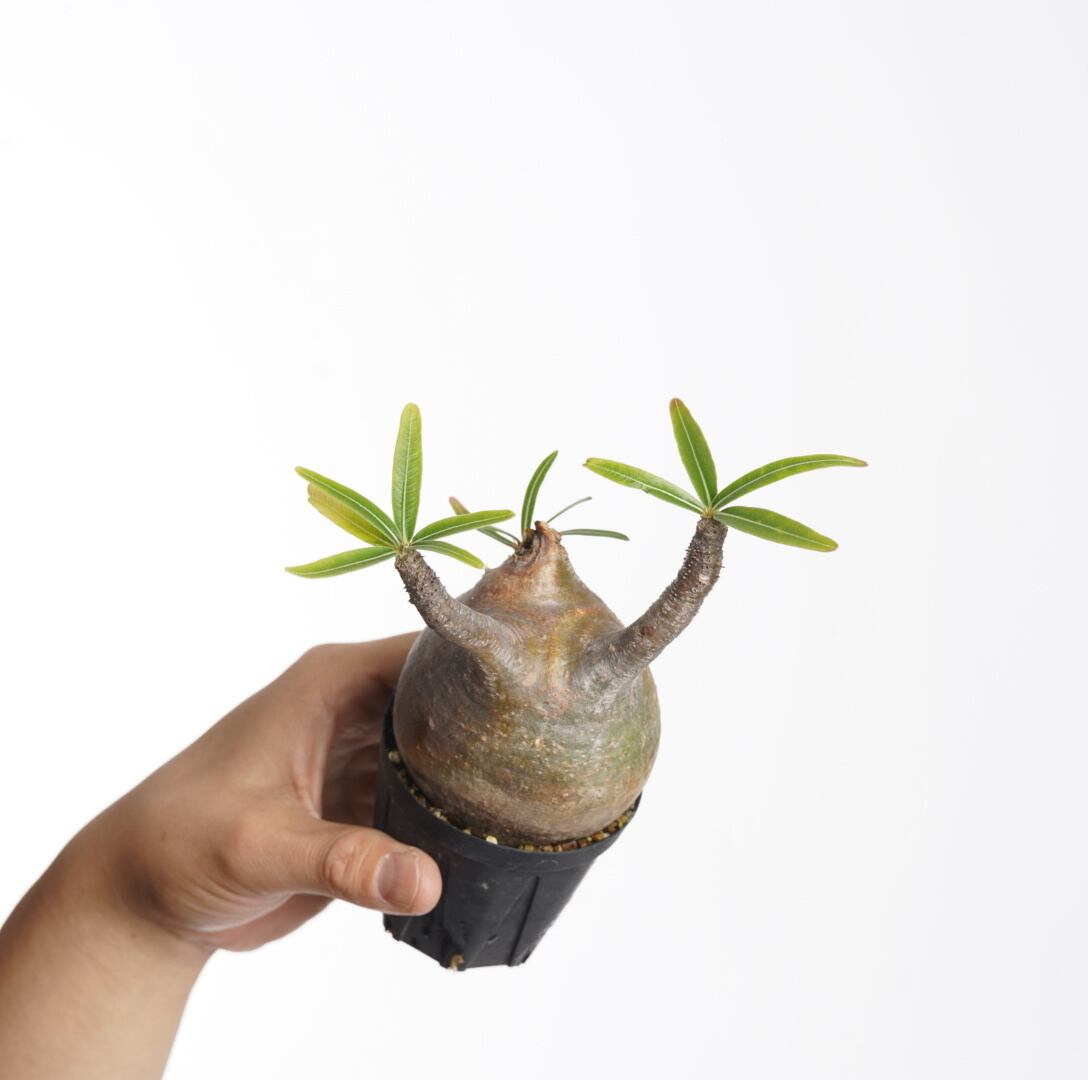 パキポディウム グラキリス no.3〈発根済み〉 | SPECIAL OTHER WORKS