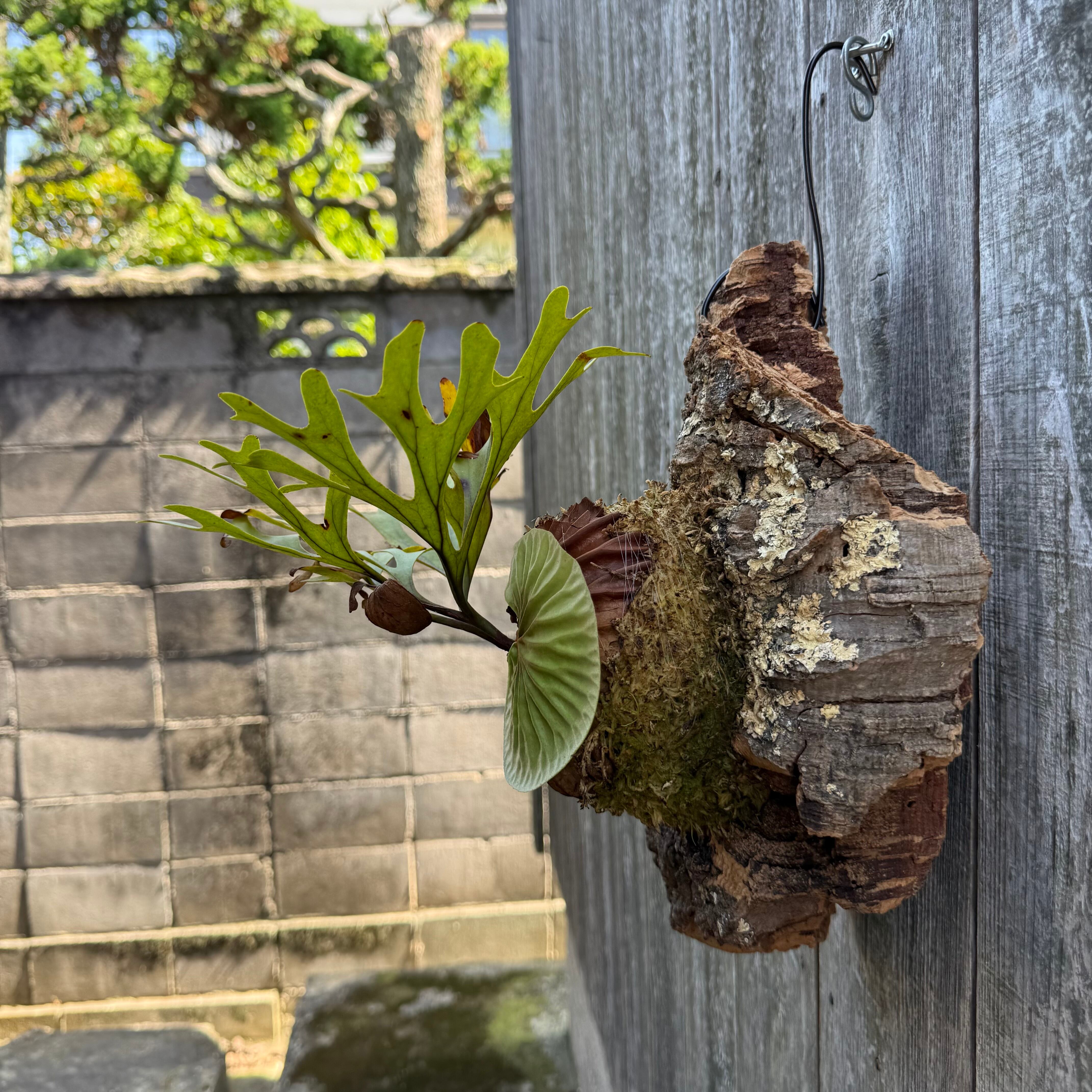 P.ridleyi wild | naturefix