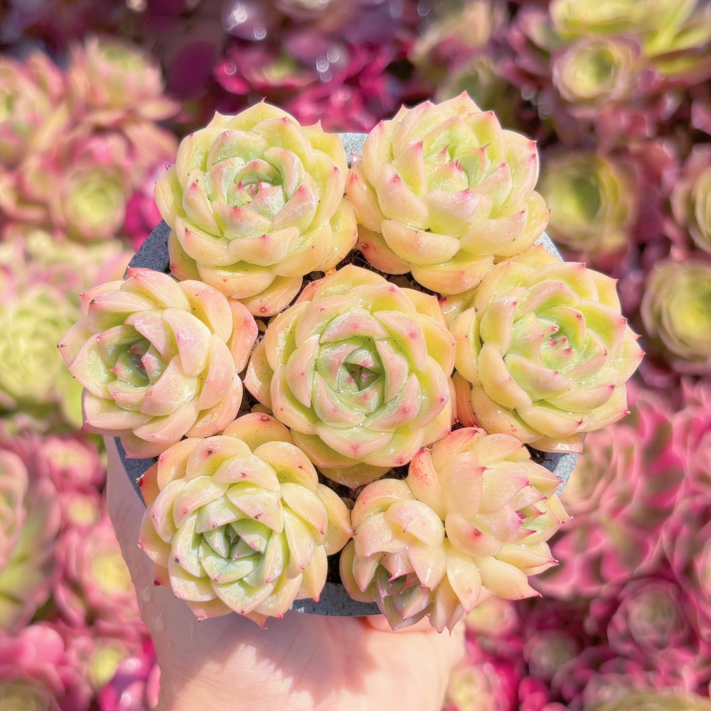多肉植物　氷雪女王(7苗)　新入荷　るる農園