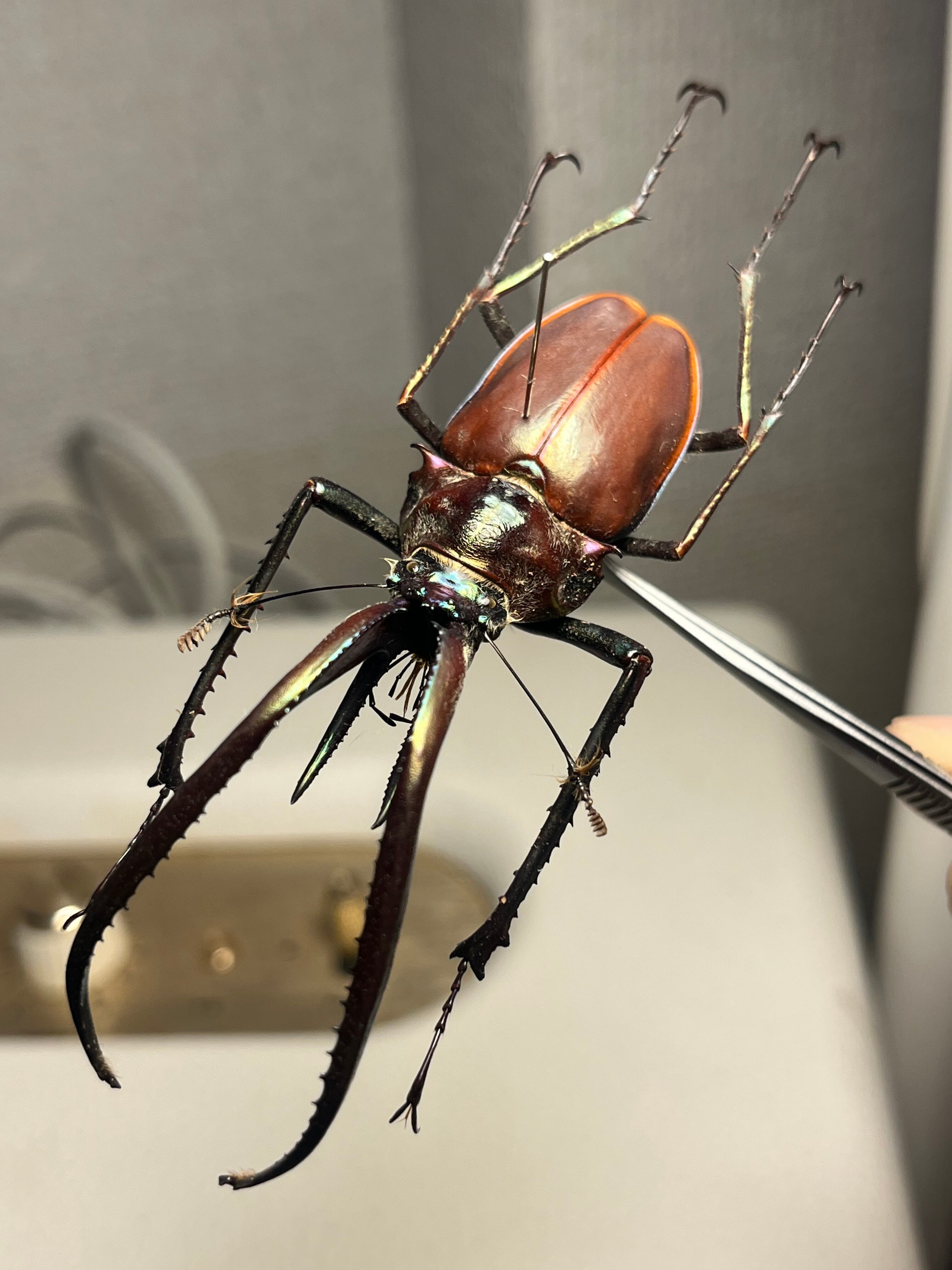 81mm】チリクワガタ メタリフェルホソアカクワガタ Wild 昆虫標本