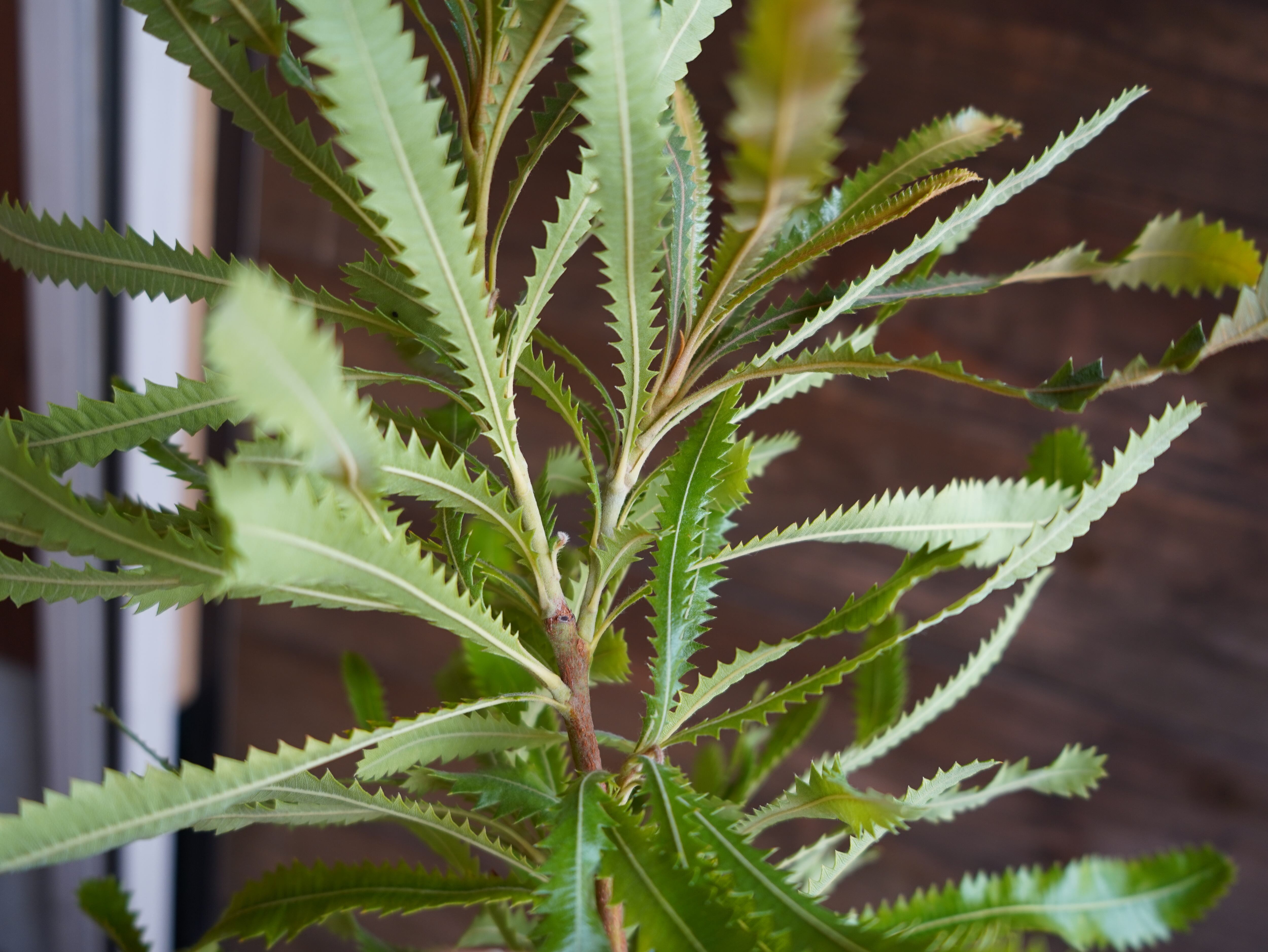 【現物】バンクシア　”アエムラ”　A