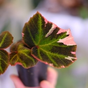 Begonia soli mutata Variegated│ベゴニア ソリムタータ バリエガータ ピンク③│観葉植物