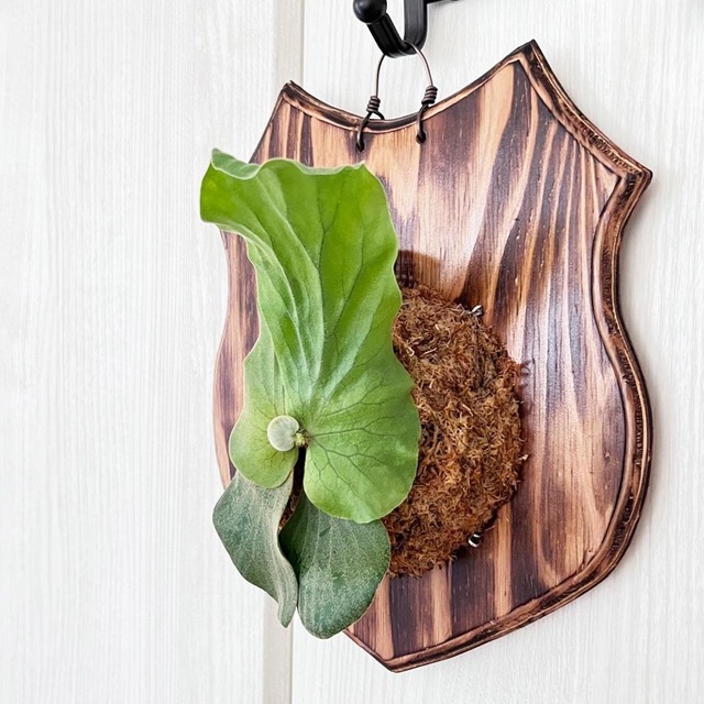 ビカクシダ エレファントティス 子株 板付 【観葉植物 壁掛け コウモリラン】