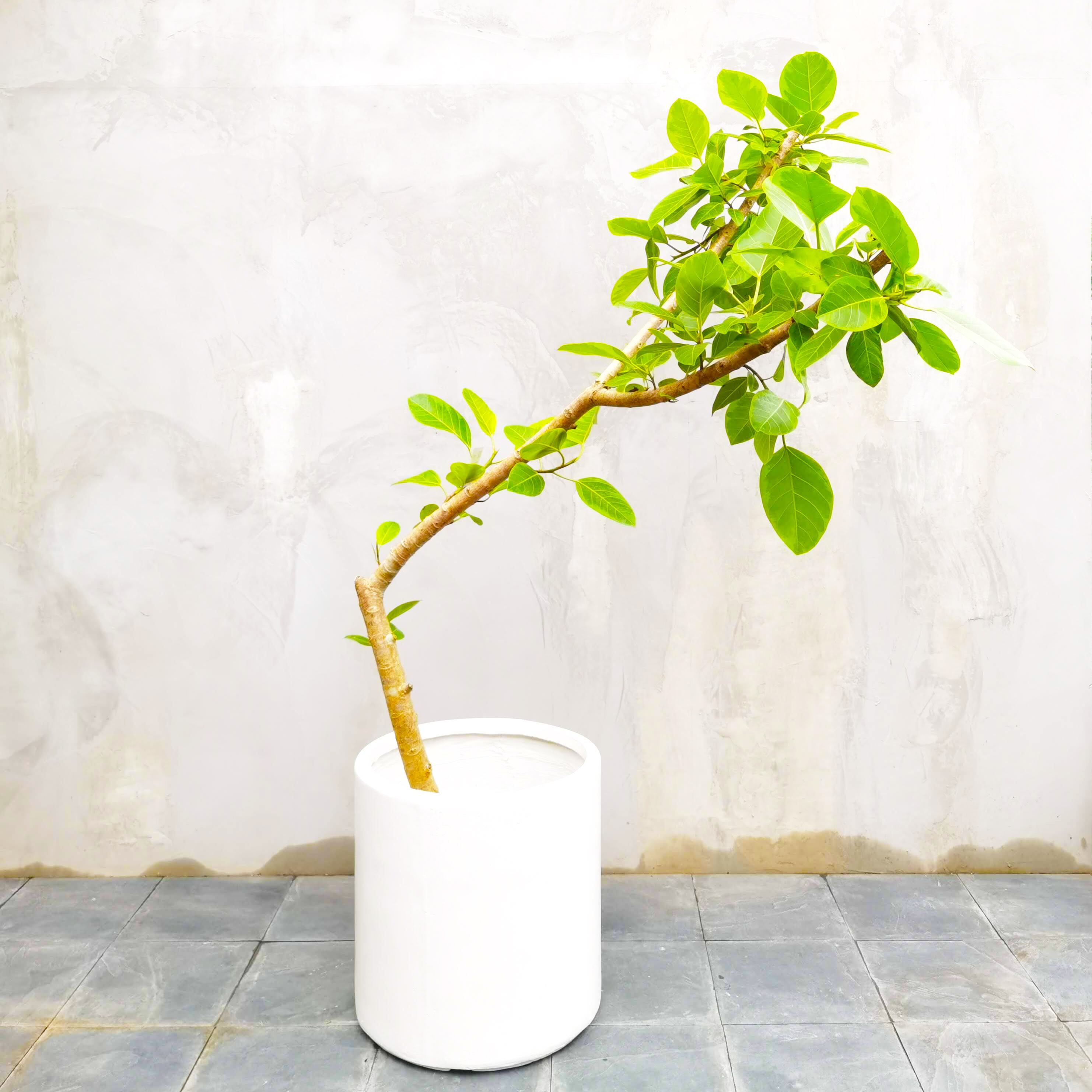 一点物 フィカス アルテシマ 京阪神限定配達 6 18 And Leaf アンドリーフ 観葉植物 大阪市 インテリア 送料無料