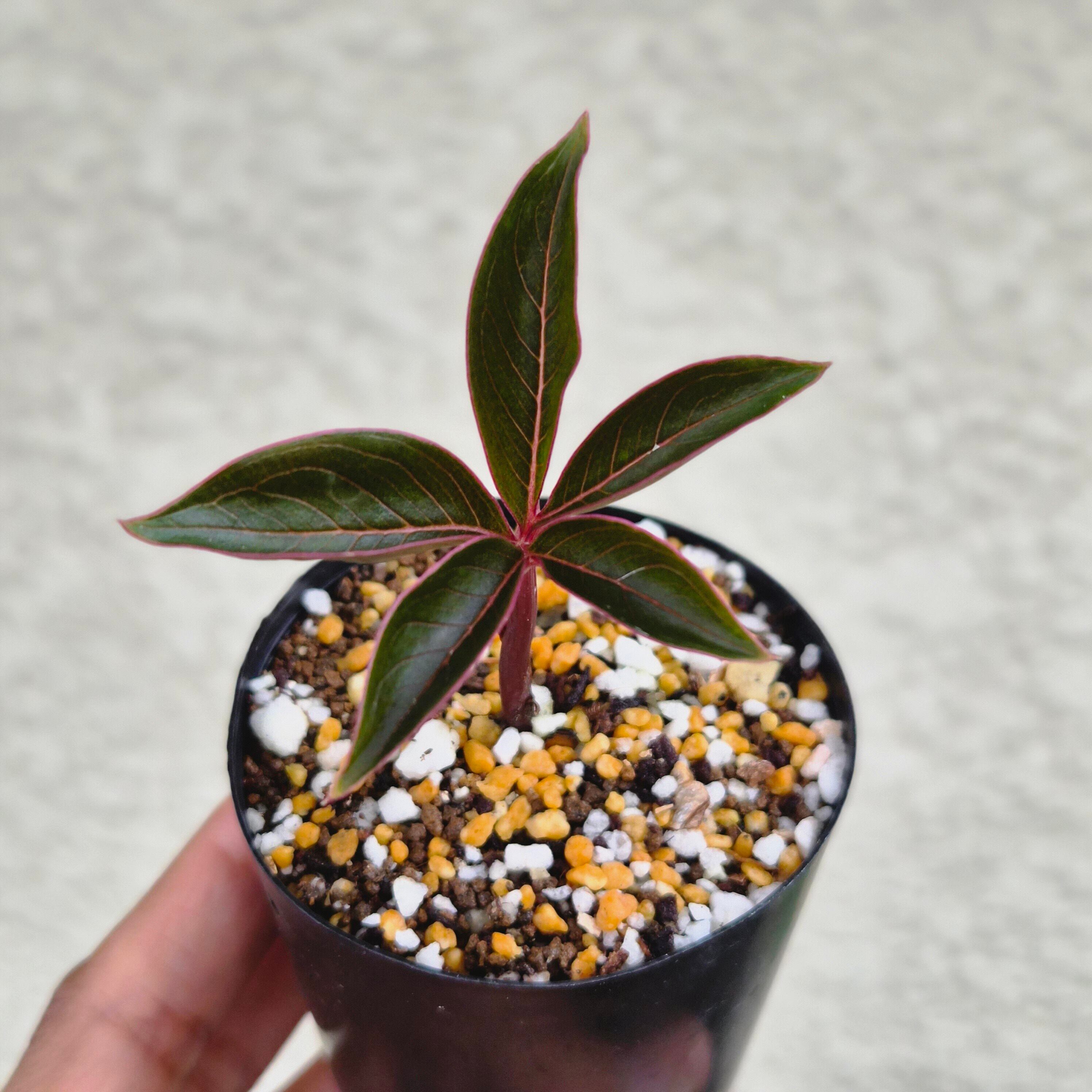 AM2 ♡レア〚 アモルフォファルス アトロビリディス 〛 Amorphophallus Atroviridis 塊根植物 コーデックス