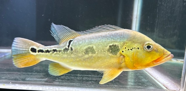 極上！キクラフォーゴ