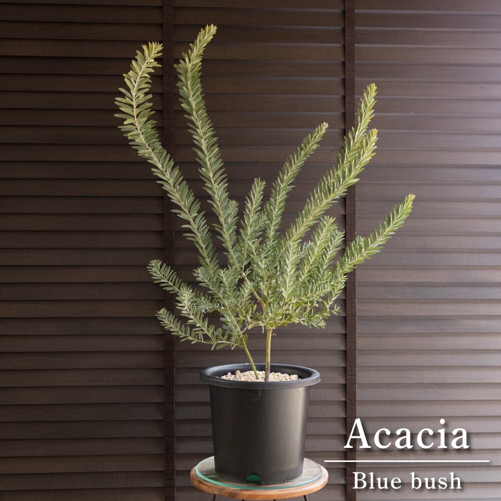 アカシア ブルーブッシュ 8号 Acacia Blue bush オージープランツ 庭木 植木 0131BK