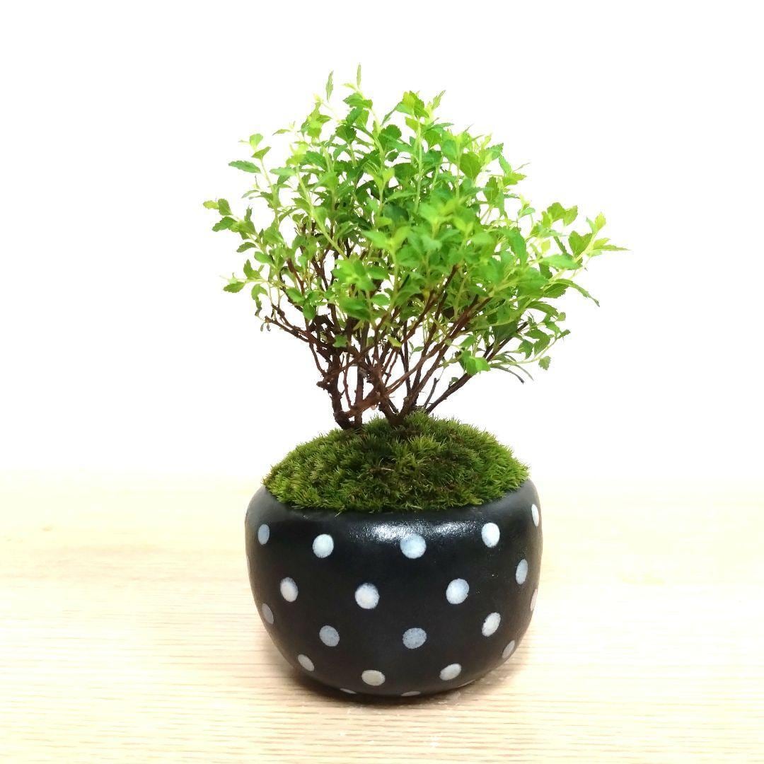 POTOCO 八房下野 シモツケ 観葉植物 陶器鉢 盆栽 豆盆栽 苔玉 ギフト