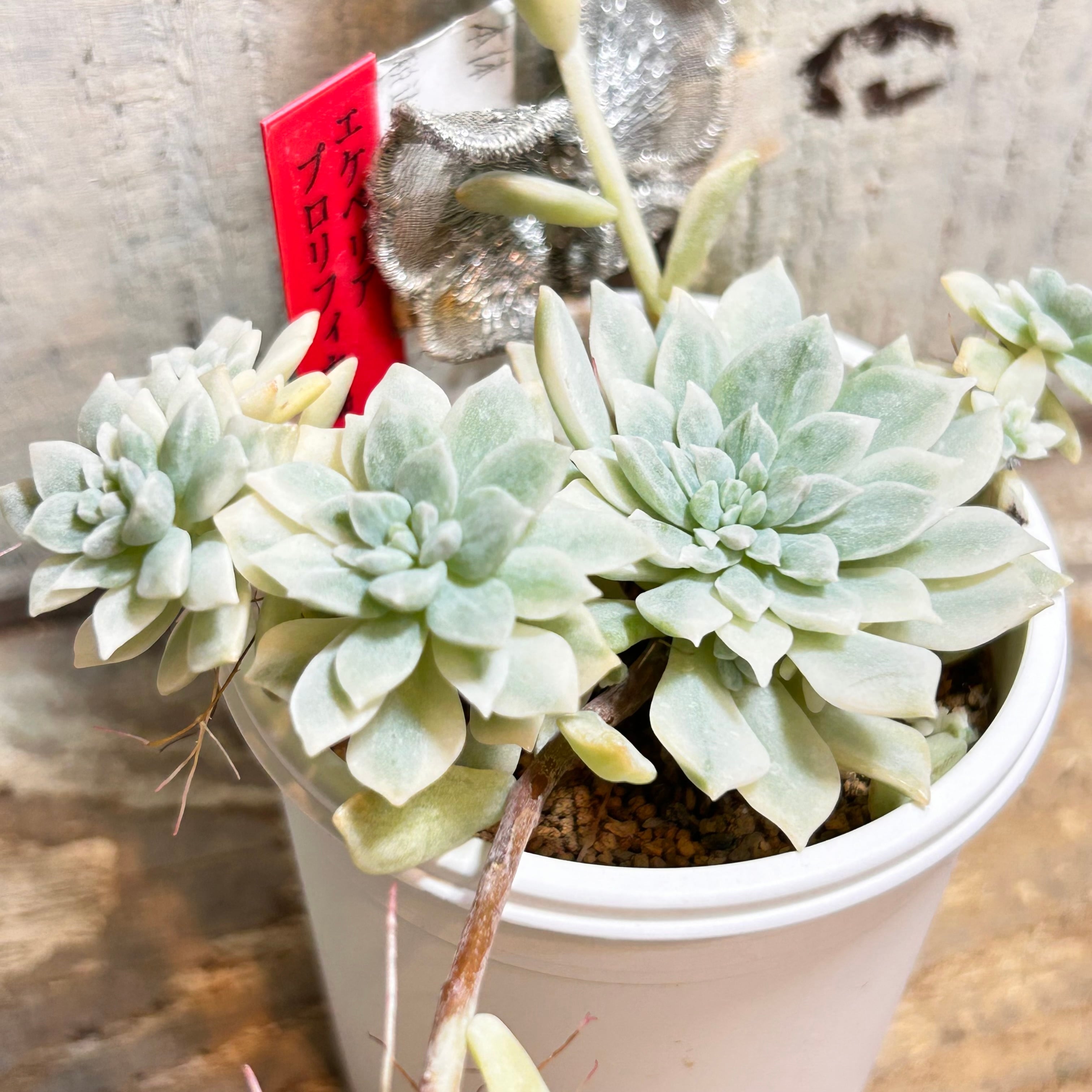 錦 | RuPo 多肉植物専門店