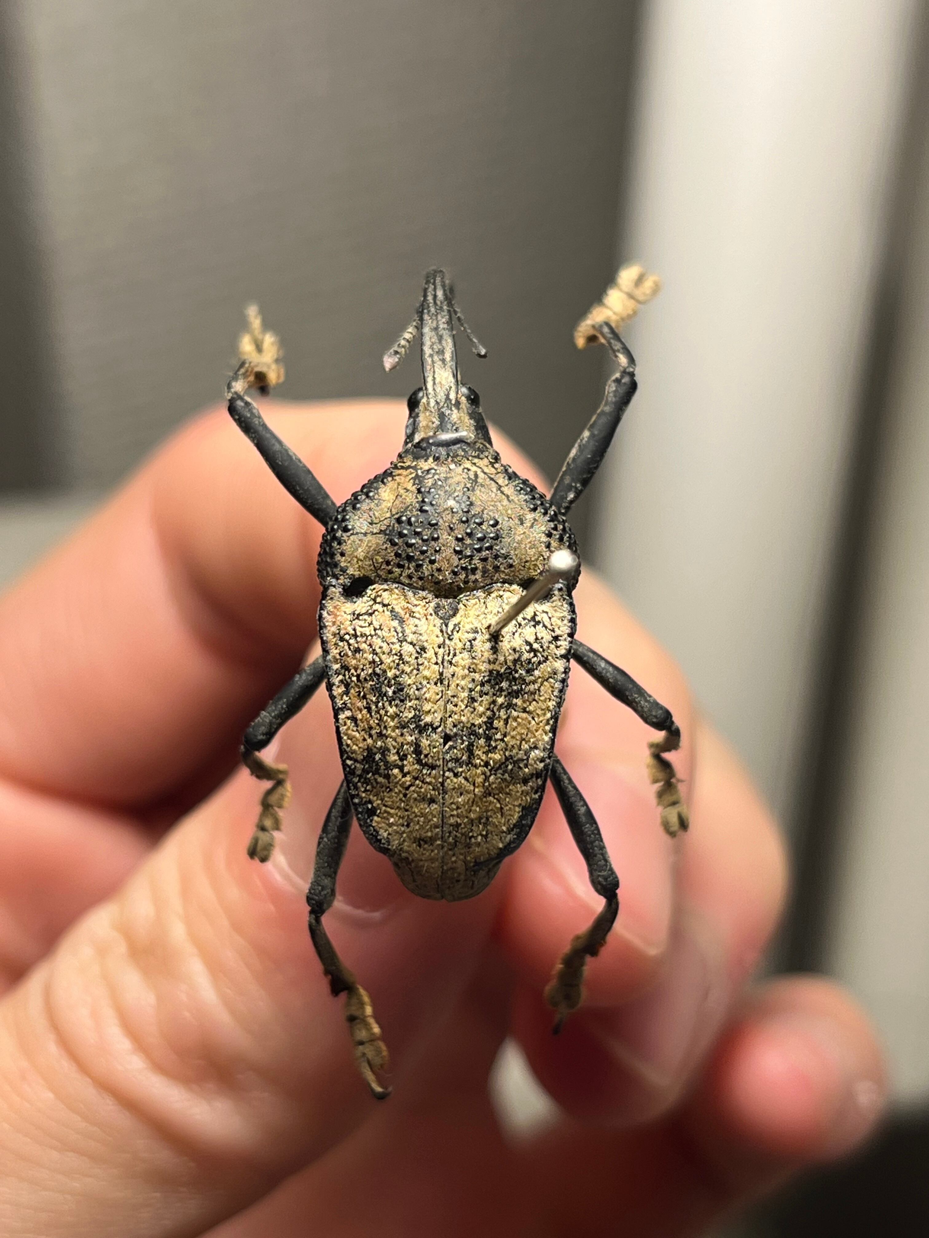 ブラジルのシギゾウムシ 標本カミキリ昆虫ゼリー標本甲虫フンチュウフンコロガシ ブラジルのシギゾウムシ 標本カミキリ昆虫ゼリー標本甲虫フンチュウ