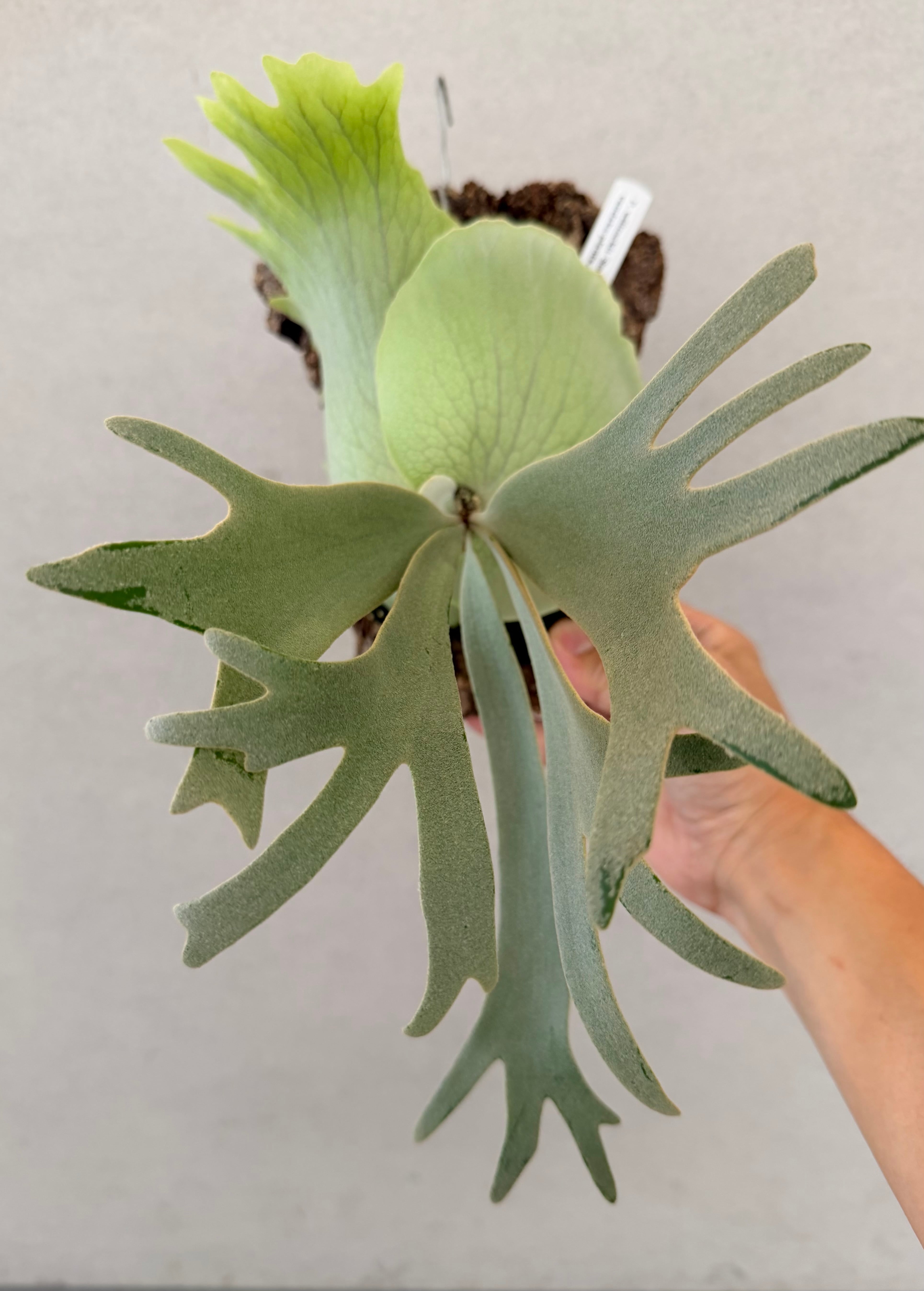 a) P. willinckii 'Smurf' ビカクシダ ウィリンキー 'スマーフ