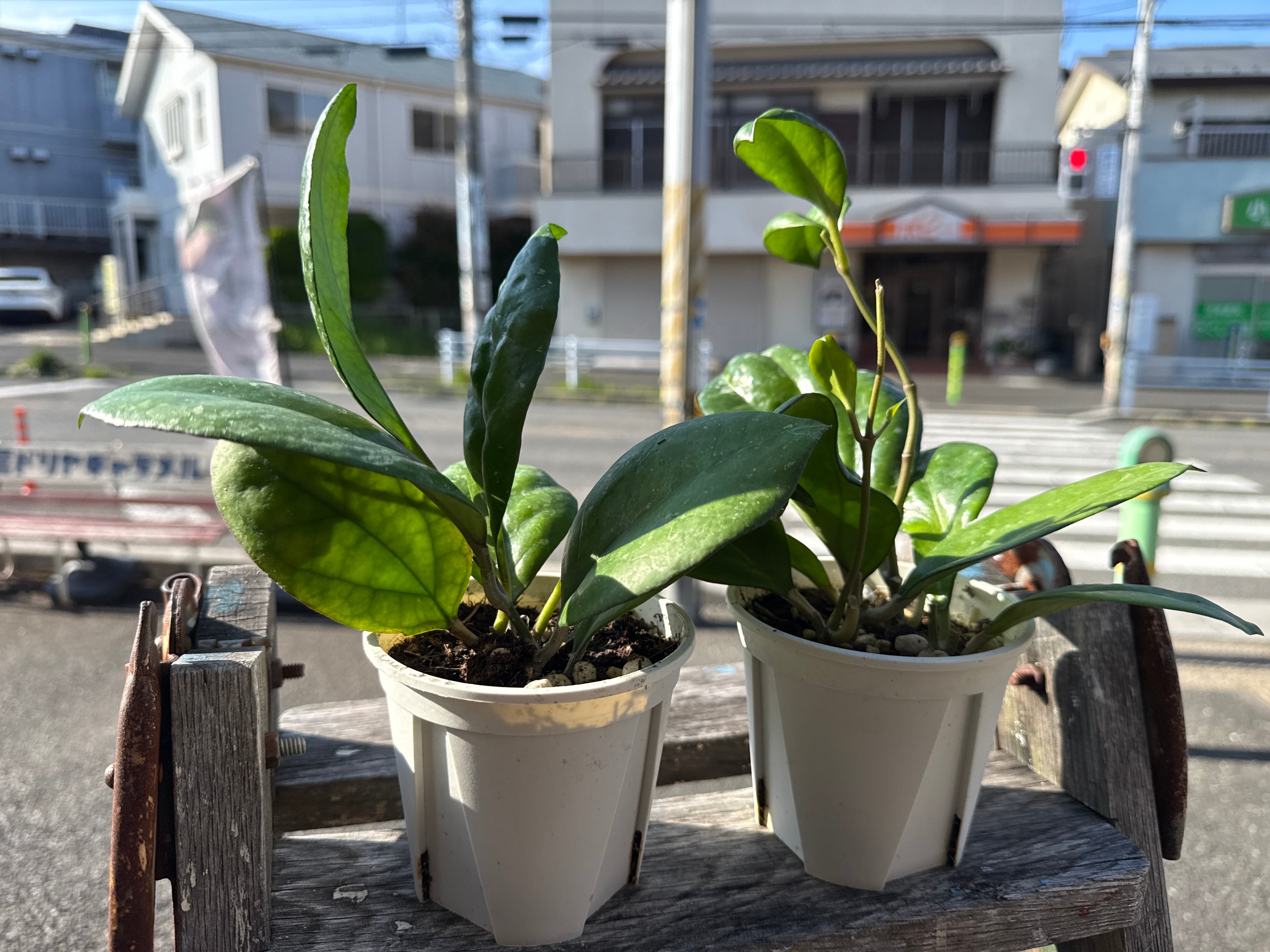 ホヤ AH-035 | MIDORIYA 観葉植物専門店