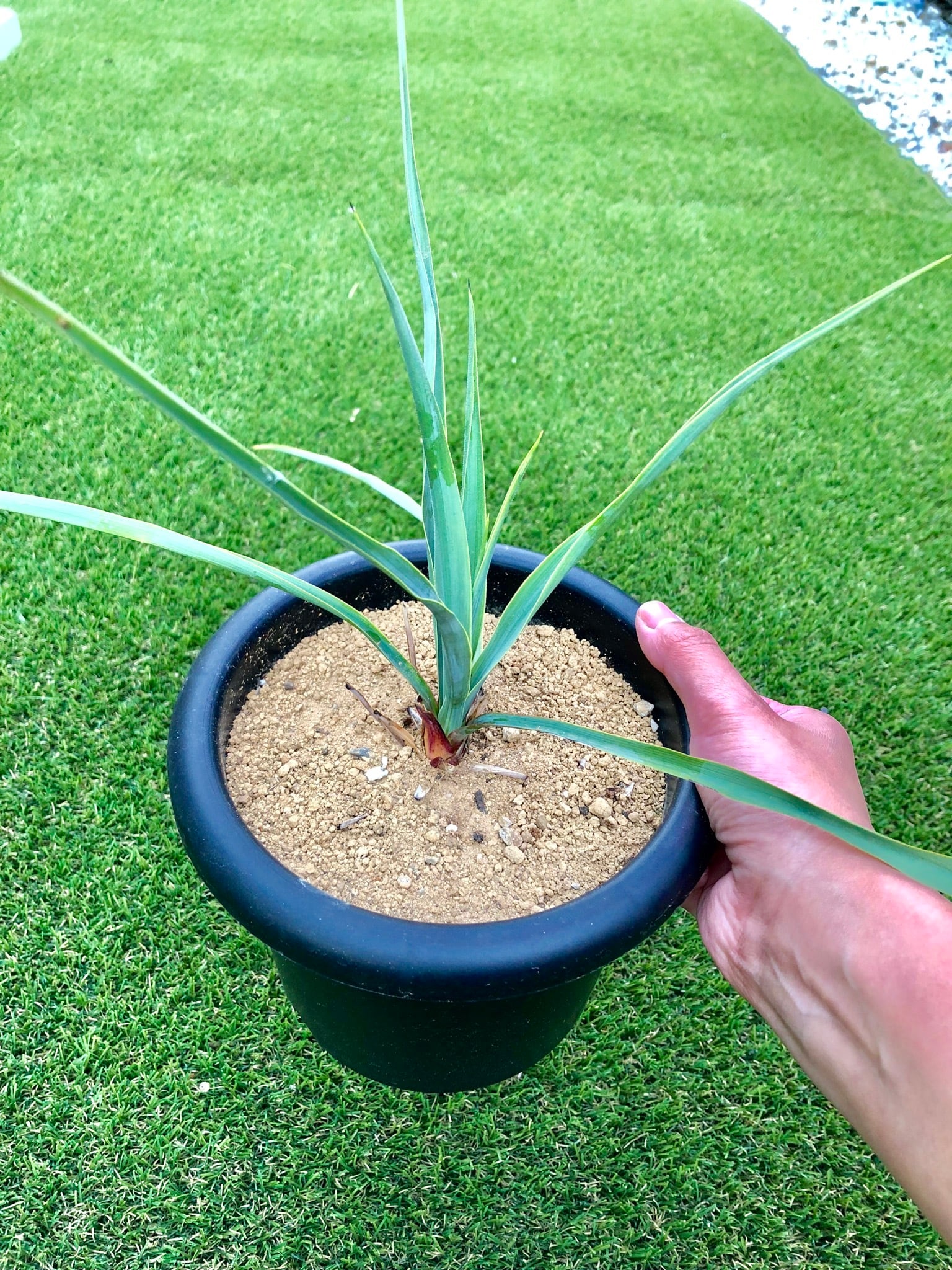 Yucca rigida ユッカ リギダ | plants MARU ー 多肉植物・サボテン・園芸グッズのお店 ー powered by BASE