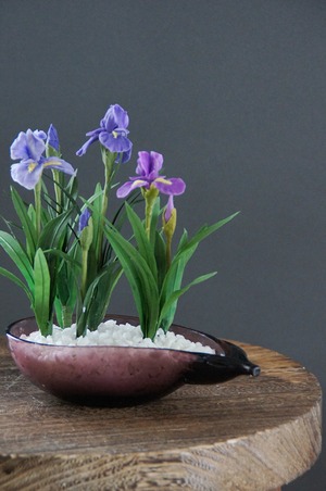 盆栽 菖蒲 Iris Bonsai #70