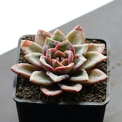 抜き苗 シャンペーン ダークストリング Echeveria 'Champagne Dark String'