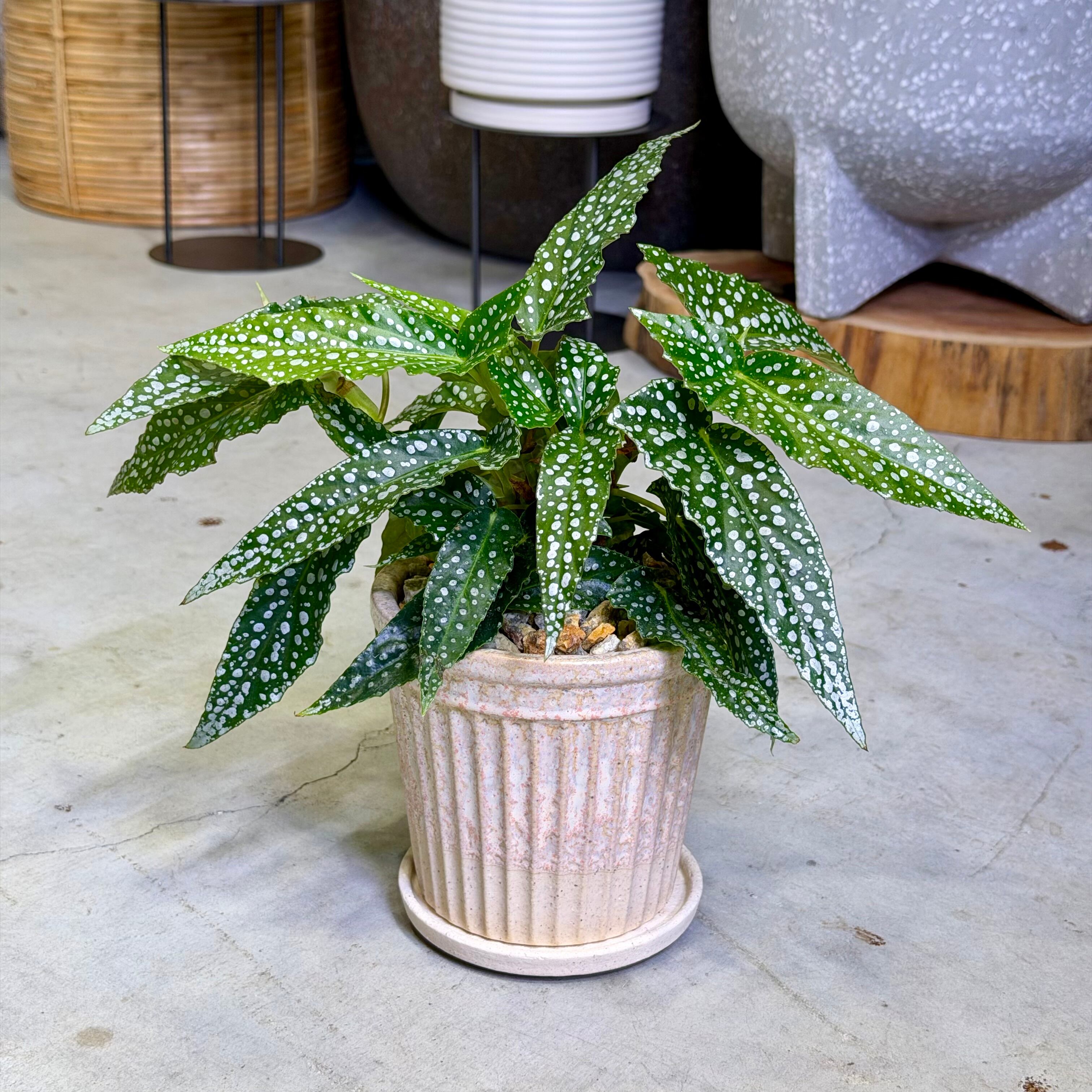 蘇轍・ソテツ | barrelplants_BONSAI