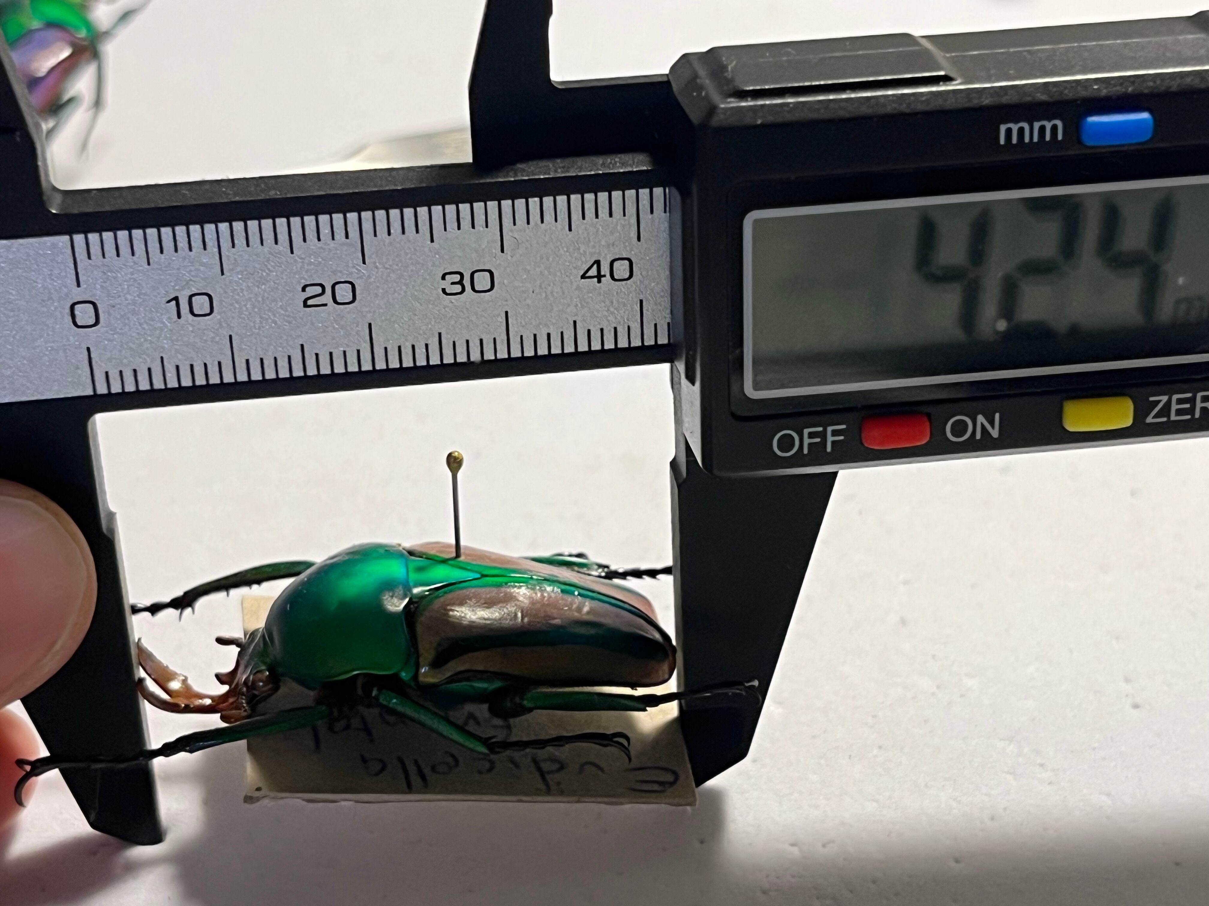 42mm♂】フロンタリスサスマタカナブン 標本 ニジイロクワガタウグイス