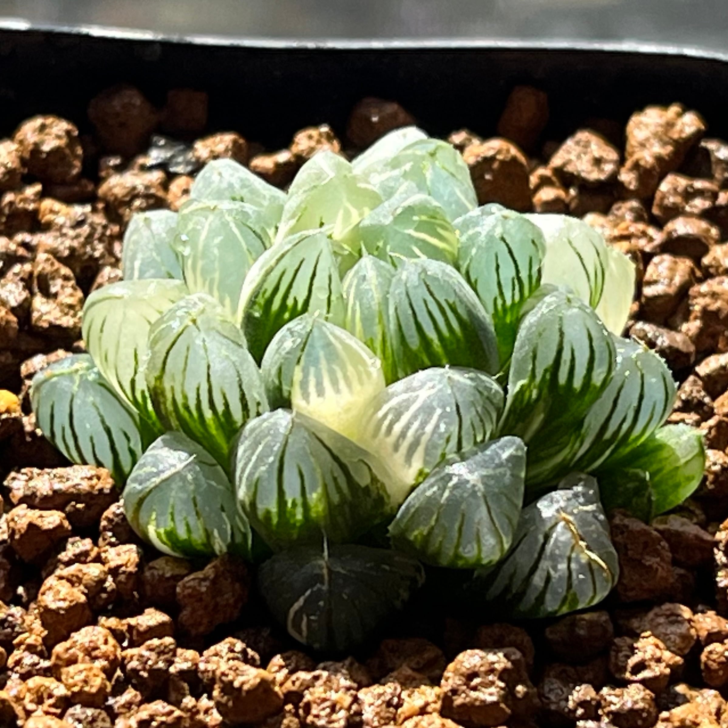 ハオルチア タイガーピグ錦×雫絵巻 実生 | mocono_plants