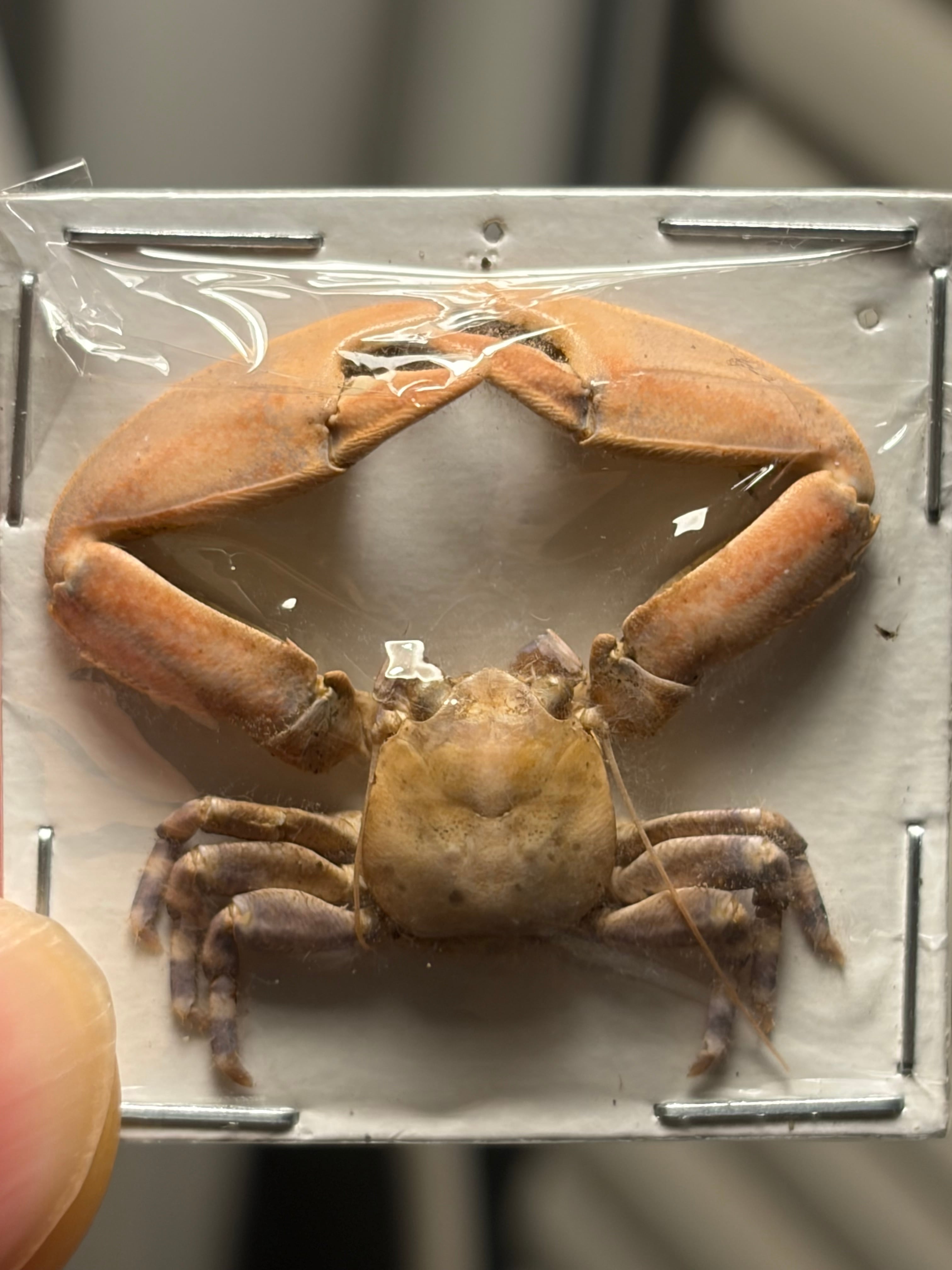 LAST】ゴライアスオオトビナナフシ 陸のザリガニ歩くソーセージ