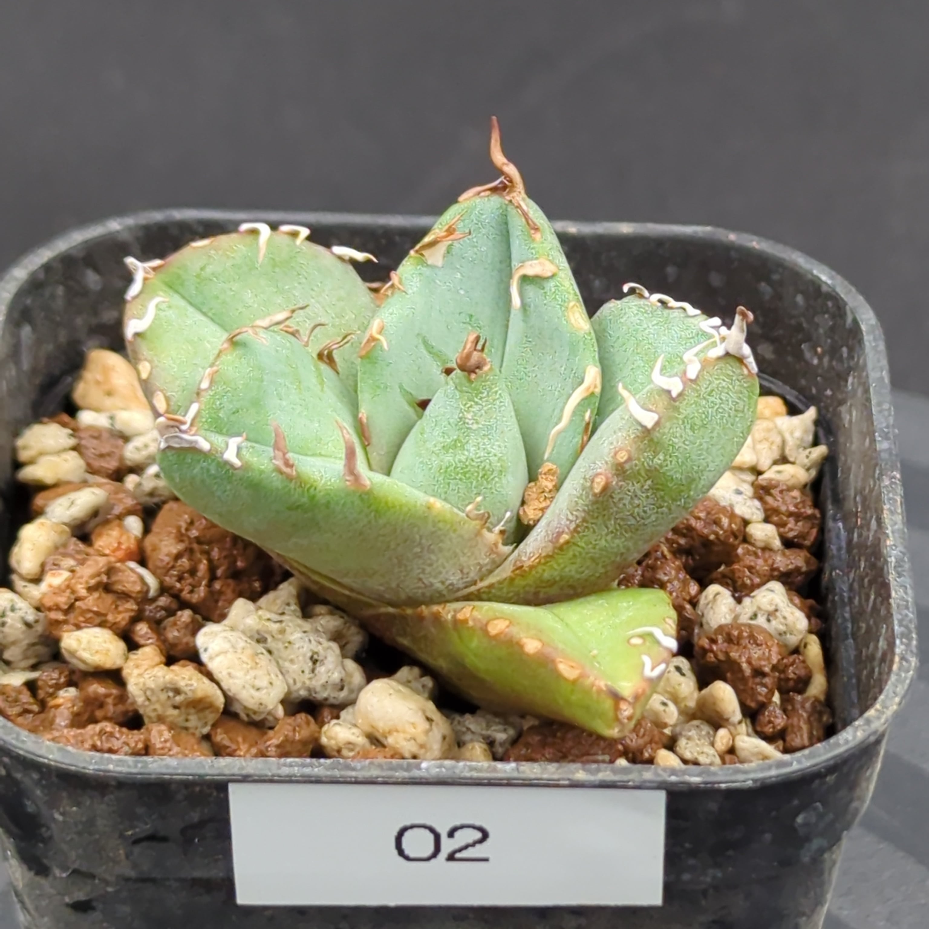 アガベ チタノタ 魔丸陽炎 子株（Agave titanota 'MAMARU KAGERO