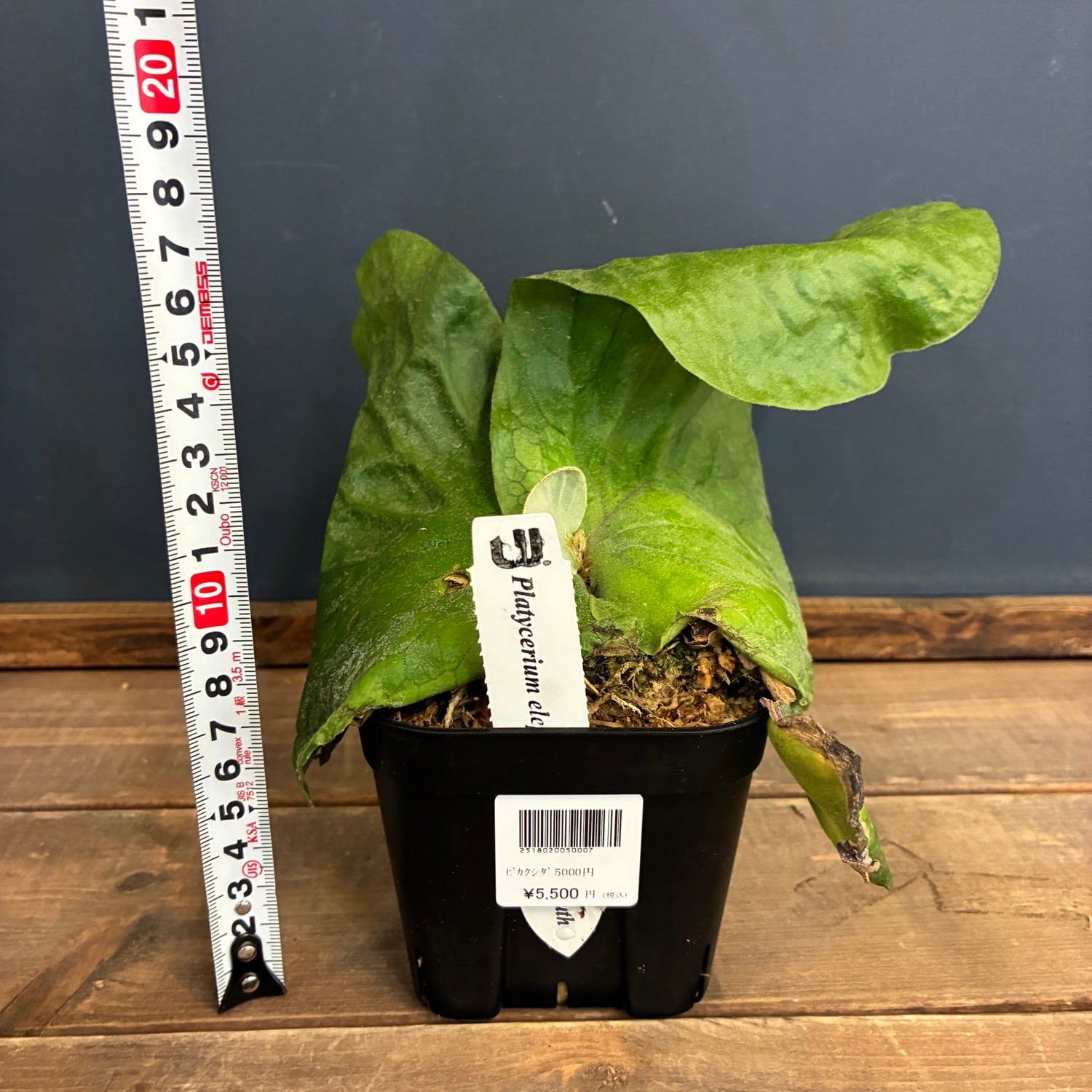 ビカクシダ P. elephantotis var. Mammuthus【698】 | PROTOLEAF
