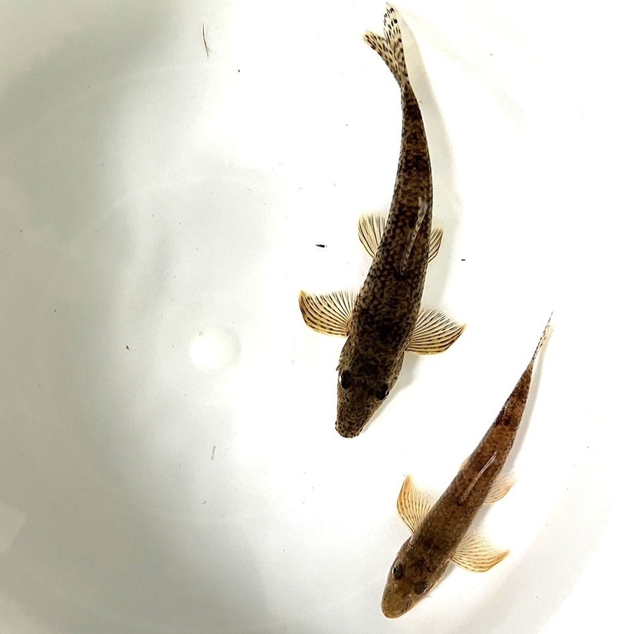 （淡水魚）カマツカ　9～13ｃｍ±　（1匹）【生体】