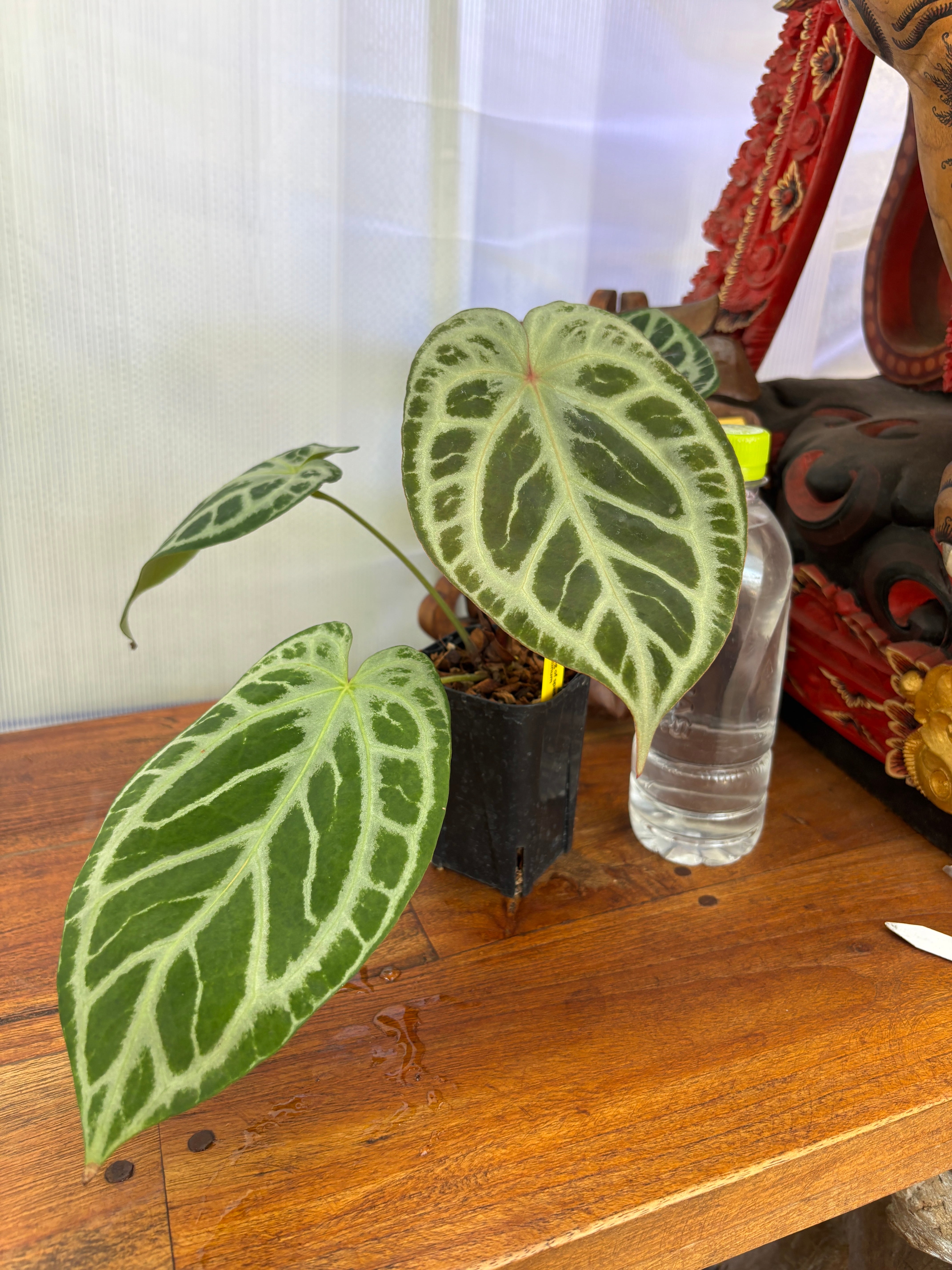 Anthurium | BALI-AN 園芸