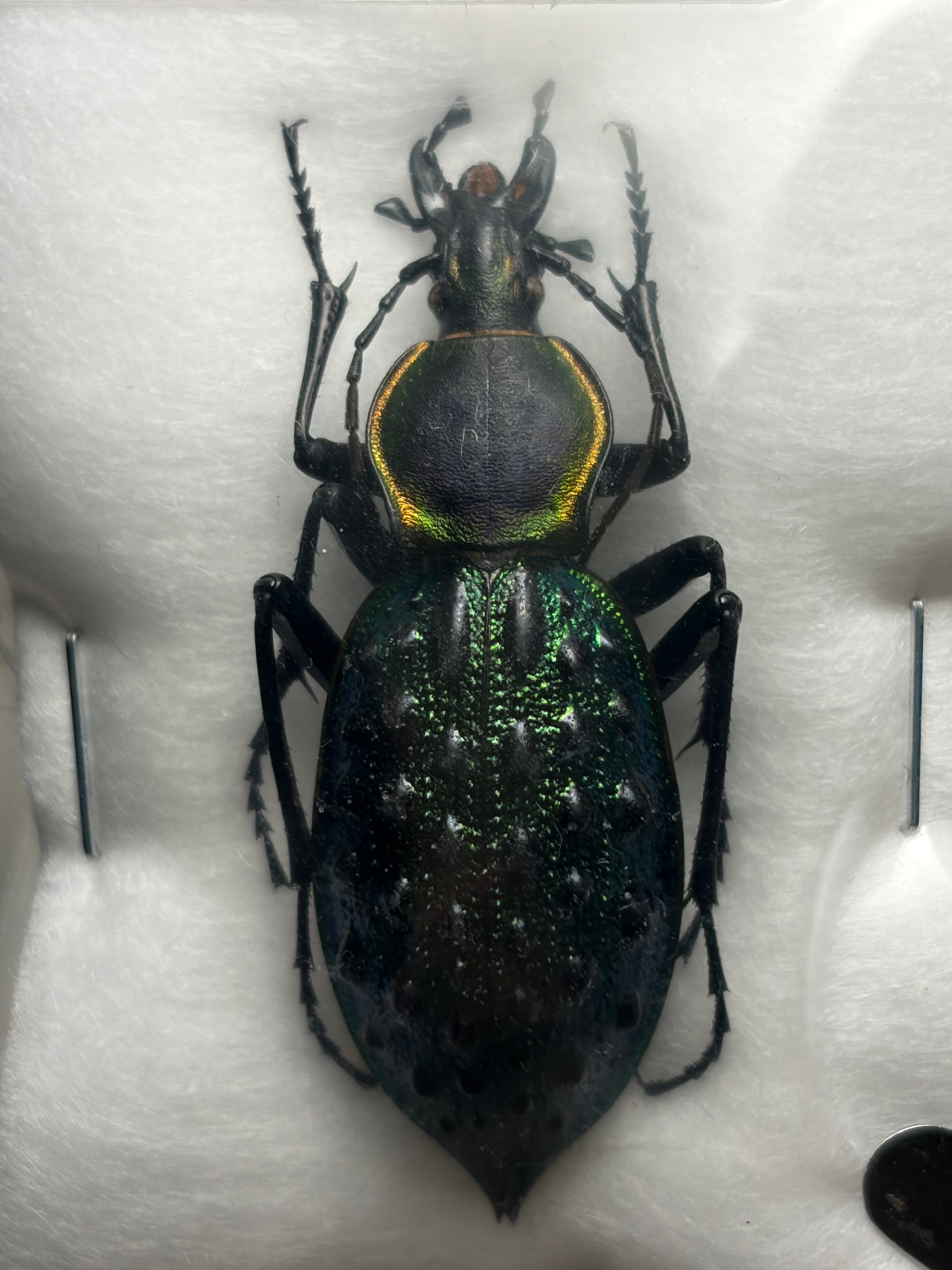 25mm】アイヌキンオサムシ グリーン 標本 Carabus kolbei キタオオルリ