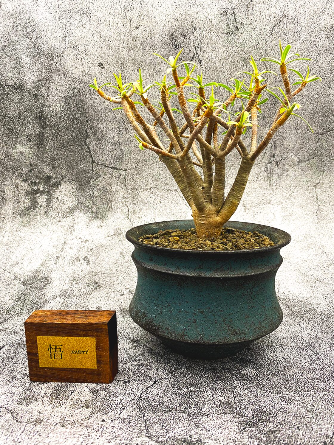 ユーフォルビアバルサミフェラ Euphorbia balsamifera ユーフォルビア