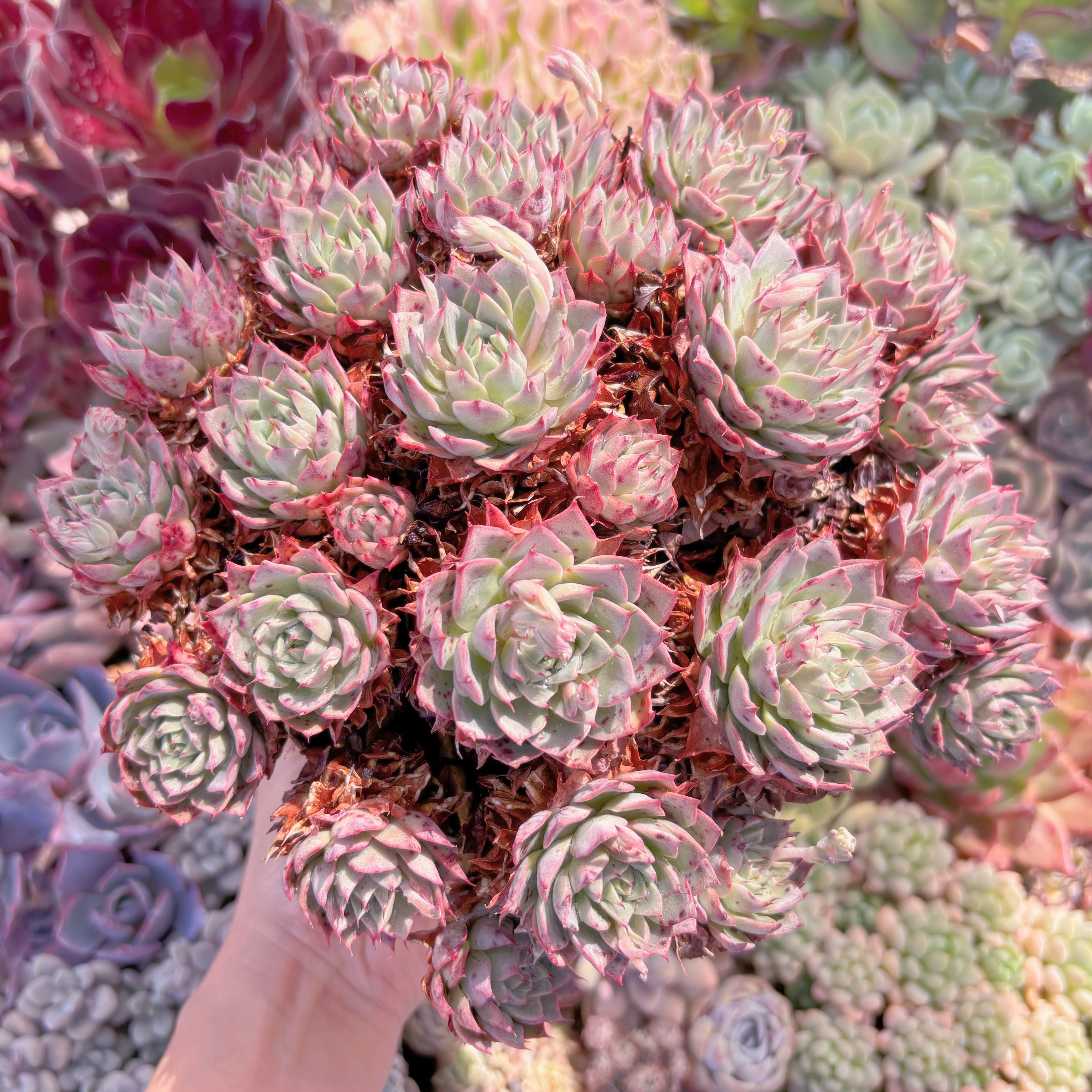 現品　リンゼアナ#B35　特大大群生　るる農園