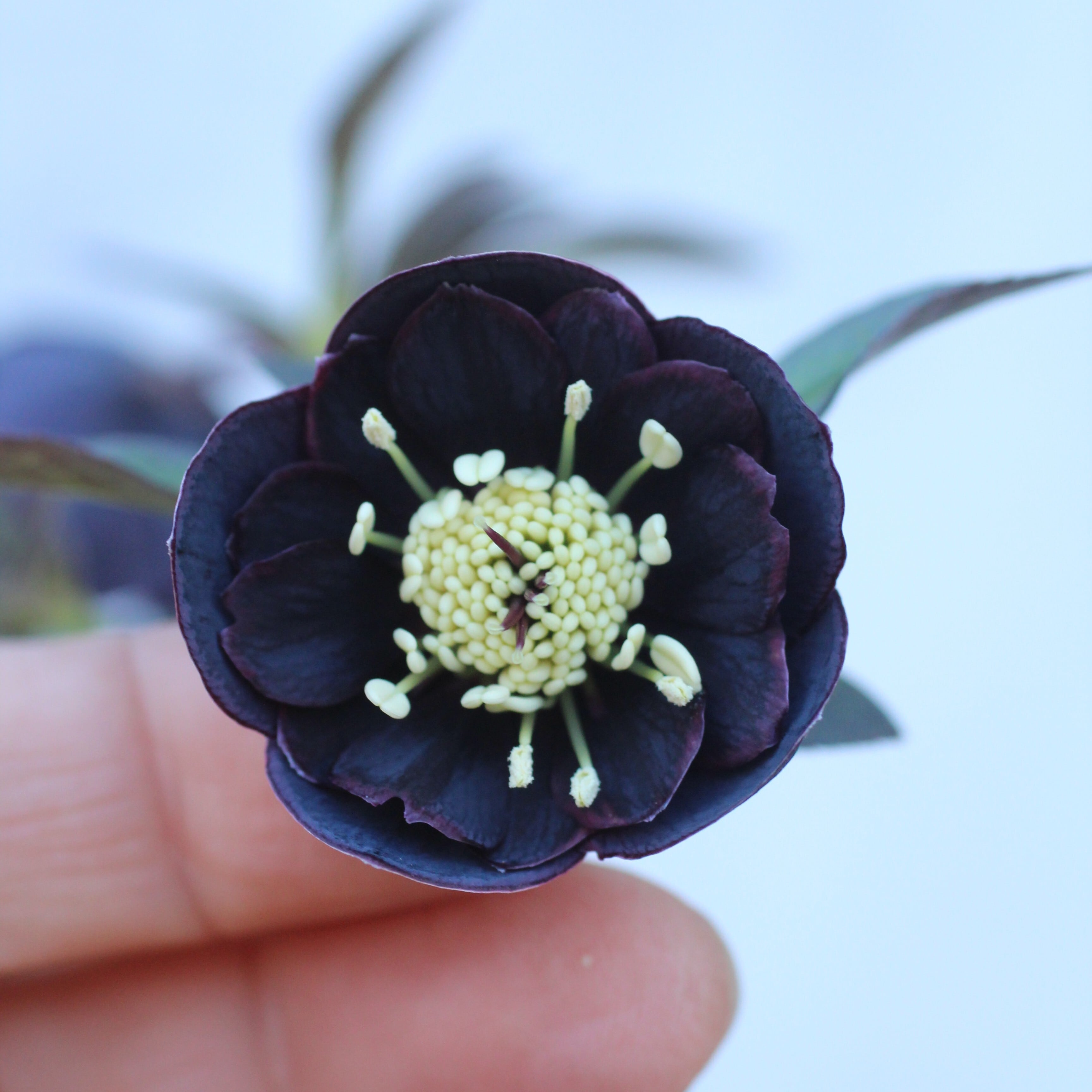 WS26-105 クリスマスローズ ウィンターシンフォニー 小輪系ブラック