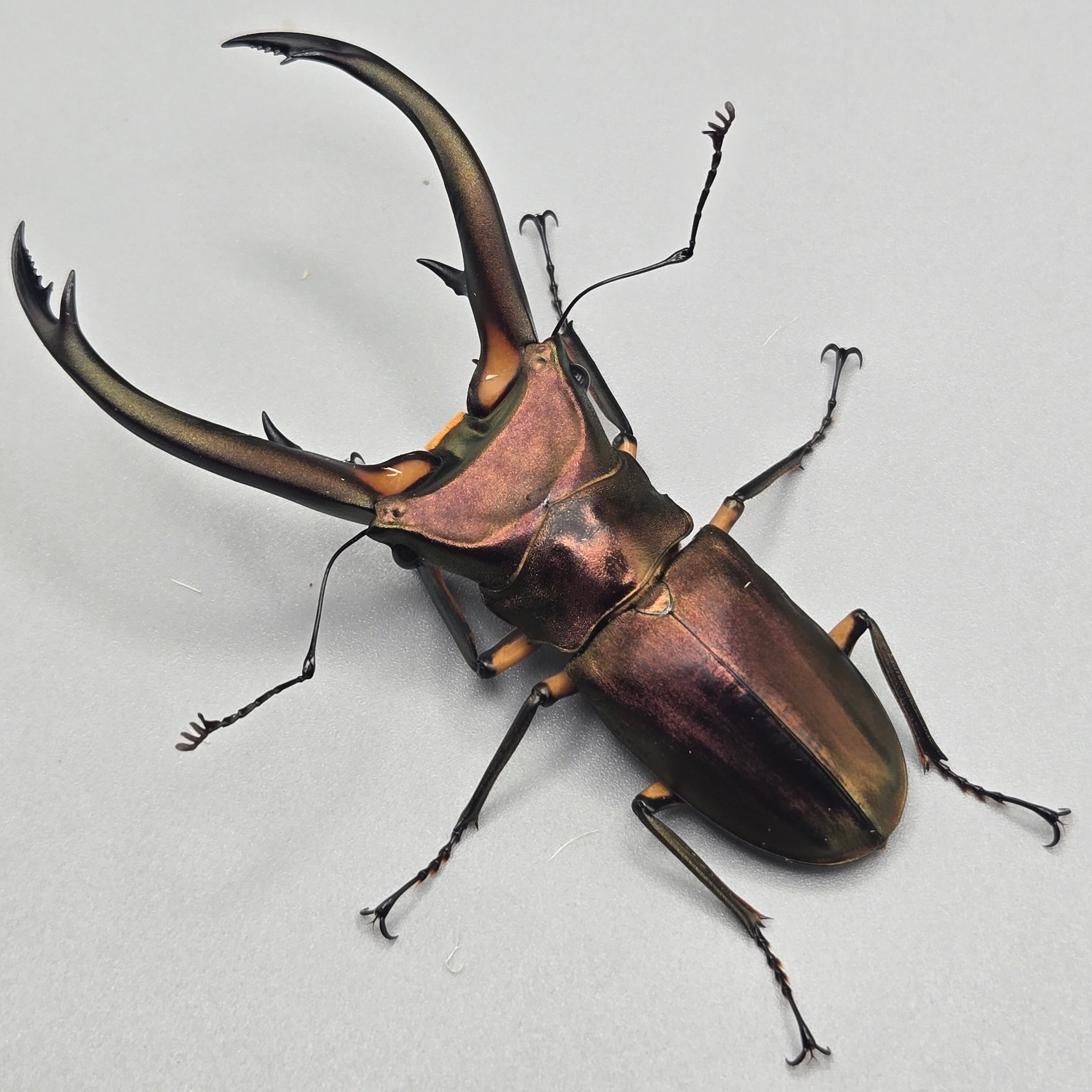 【昆虫標本】エラフスホソアカクワガタ♂82㍉他 4頭セット 42354aa18050c70b0af5e3cefe07d6