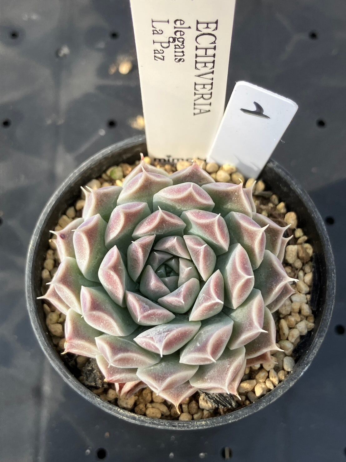 現物商品】elegans La Paz エレガンス ラパス 個数制限あり ② | 多肉