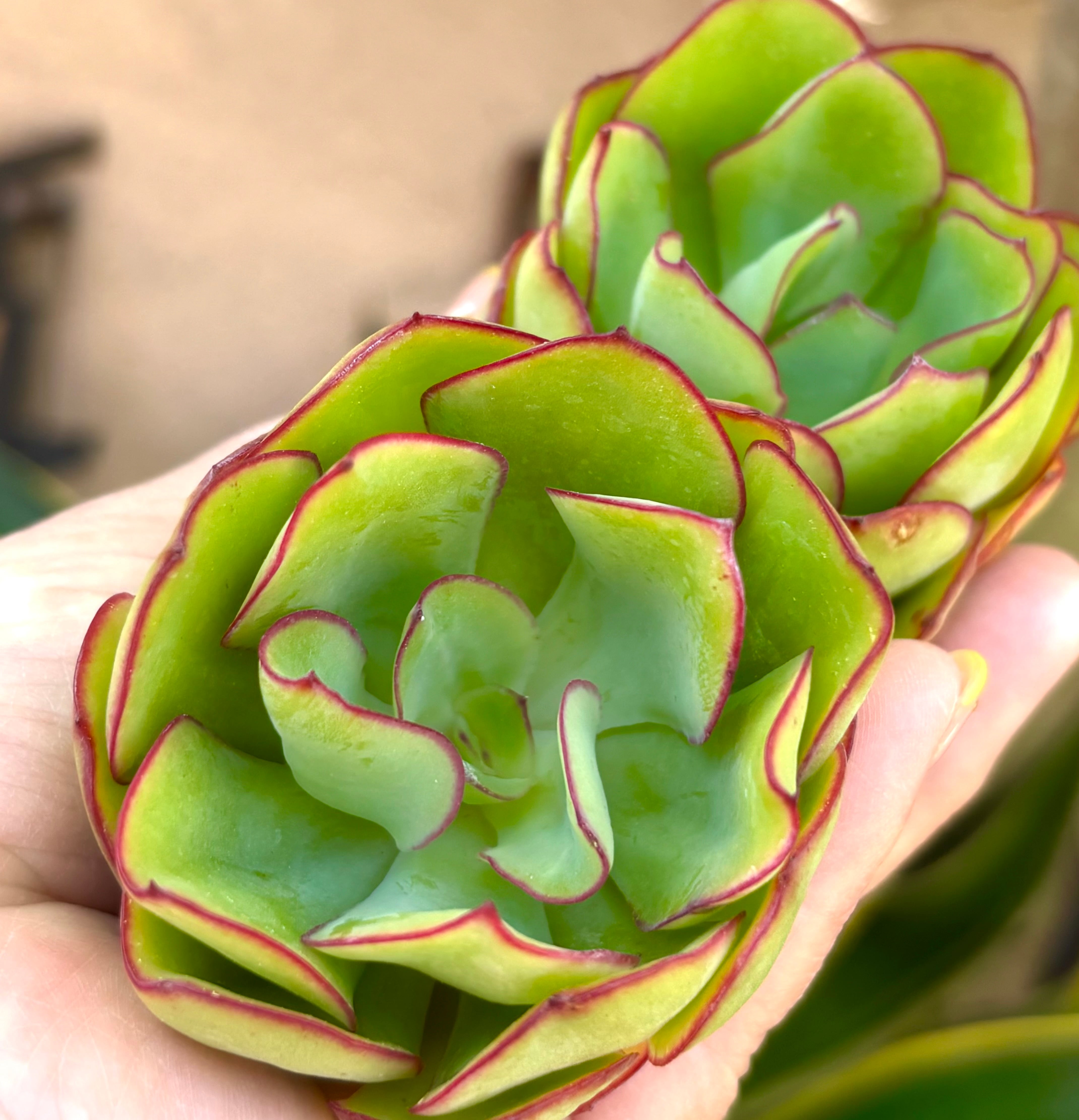 しじみ蝶錦 多肉植物 | aruru