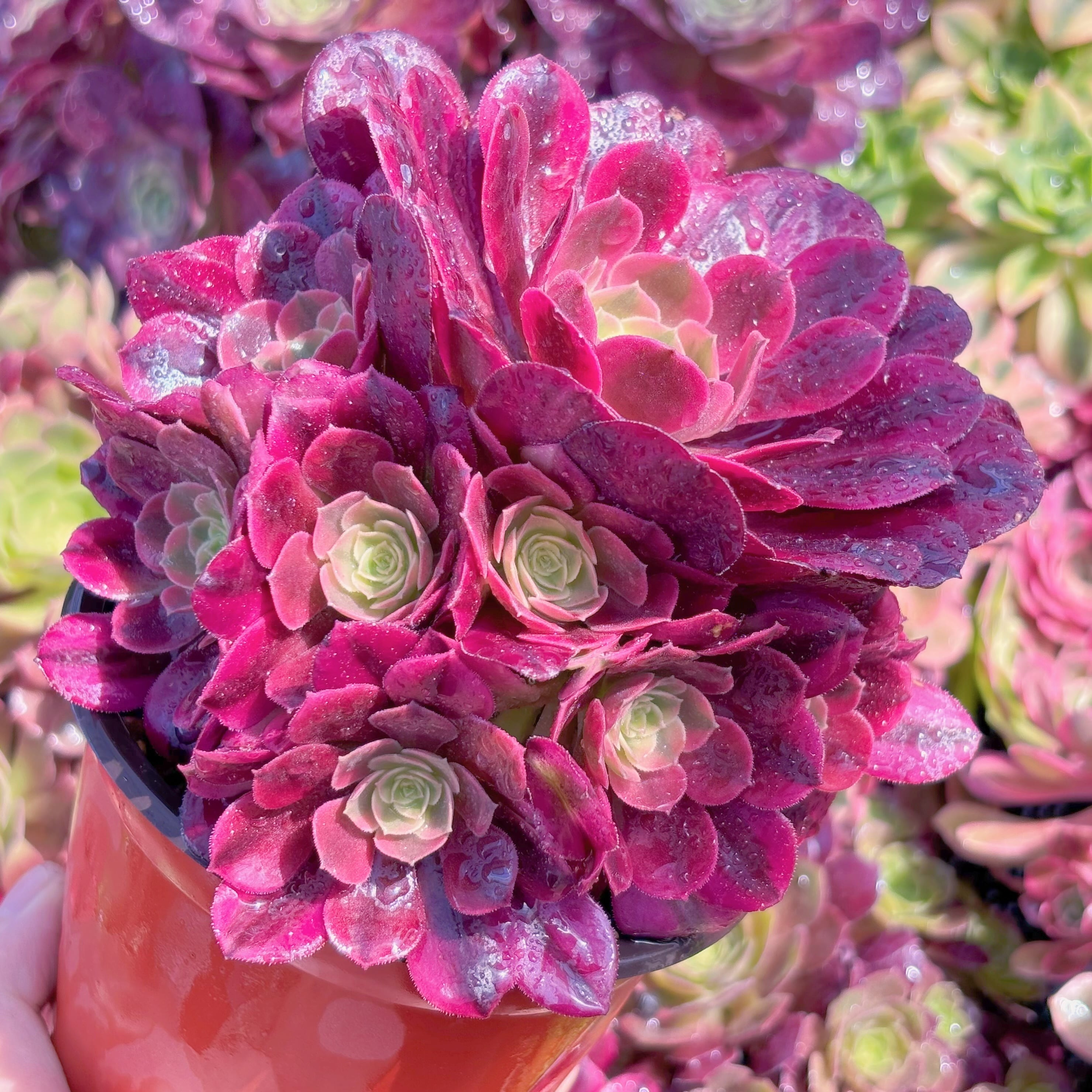 多肉植物　メデューサ　群生　新入荷　るる農園