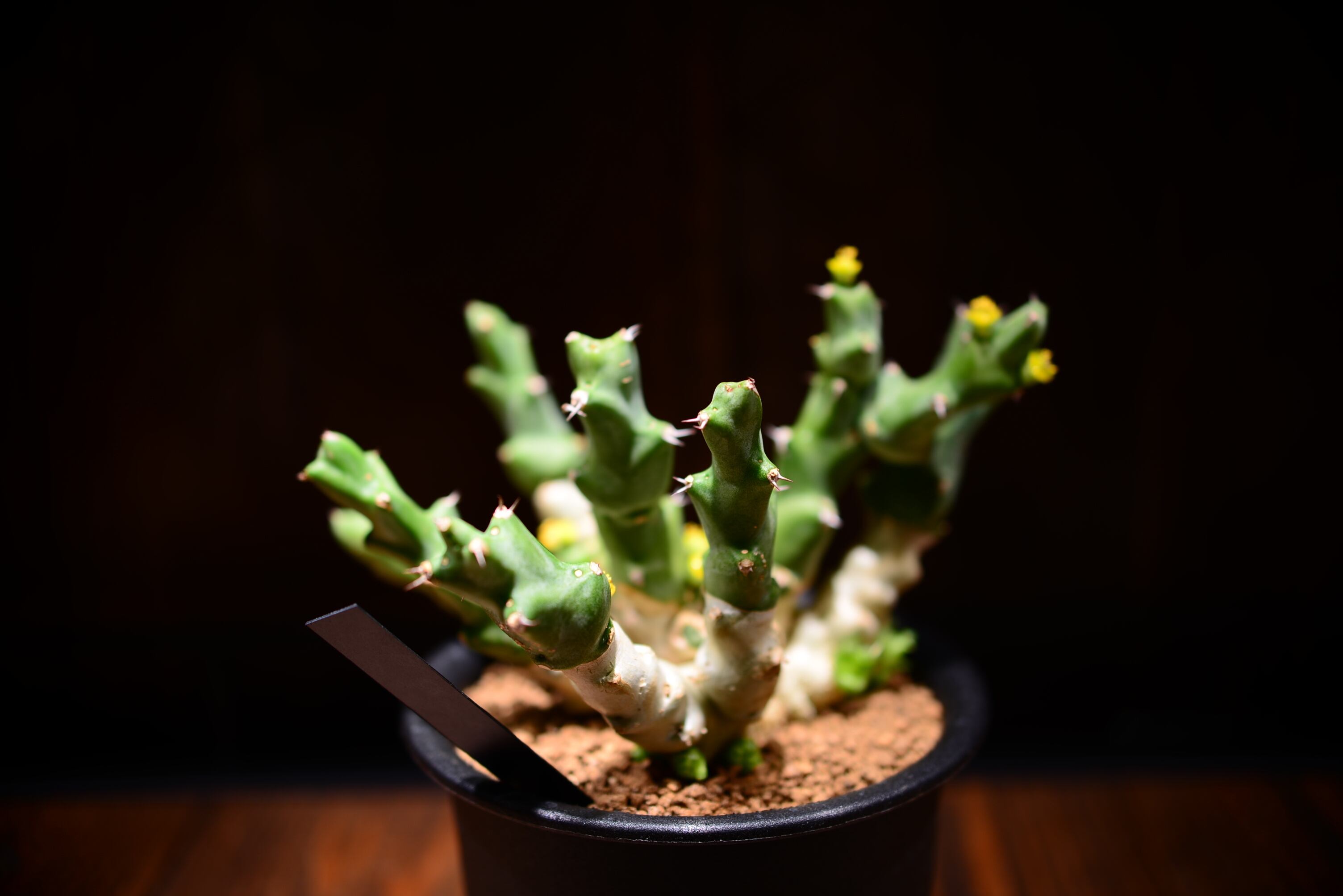 ユーフォルビア クリビコラ | N collect plants