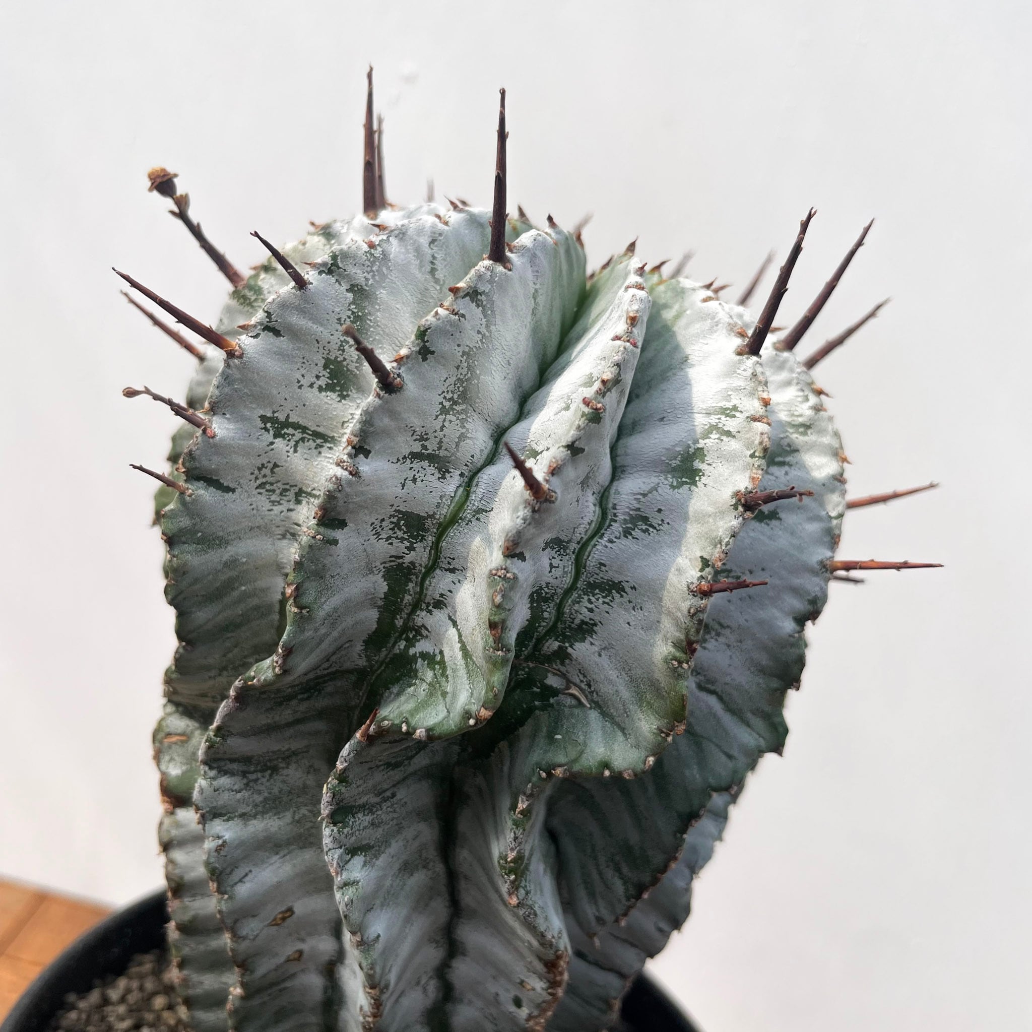 Euphorbia horrida