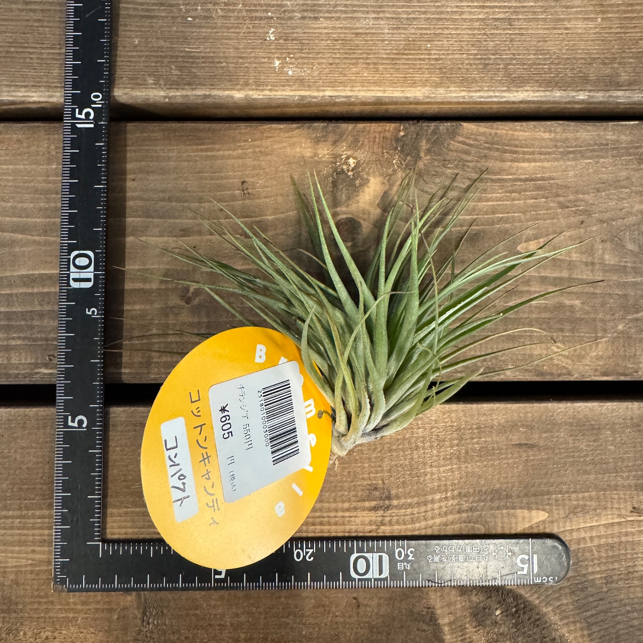 チランジア コットンキャンディ コンパクト【986】