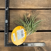 チランジア コットンキャンディ コンパクト【986】