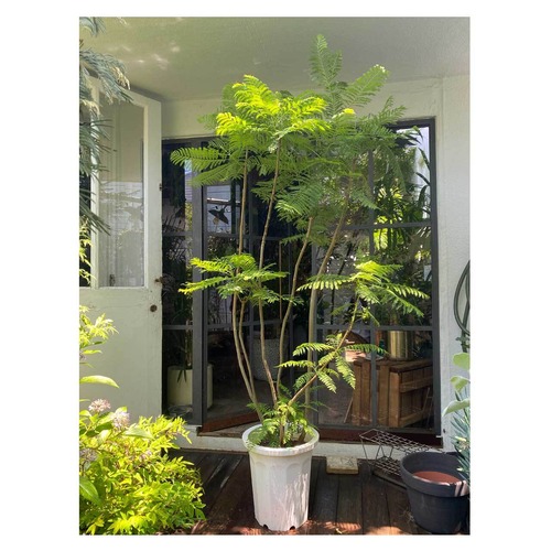 Jacaranda mimosifolia