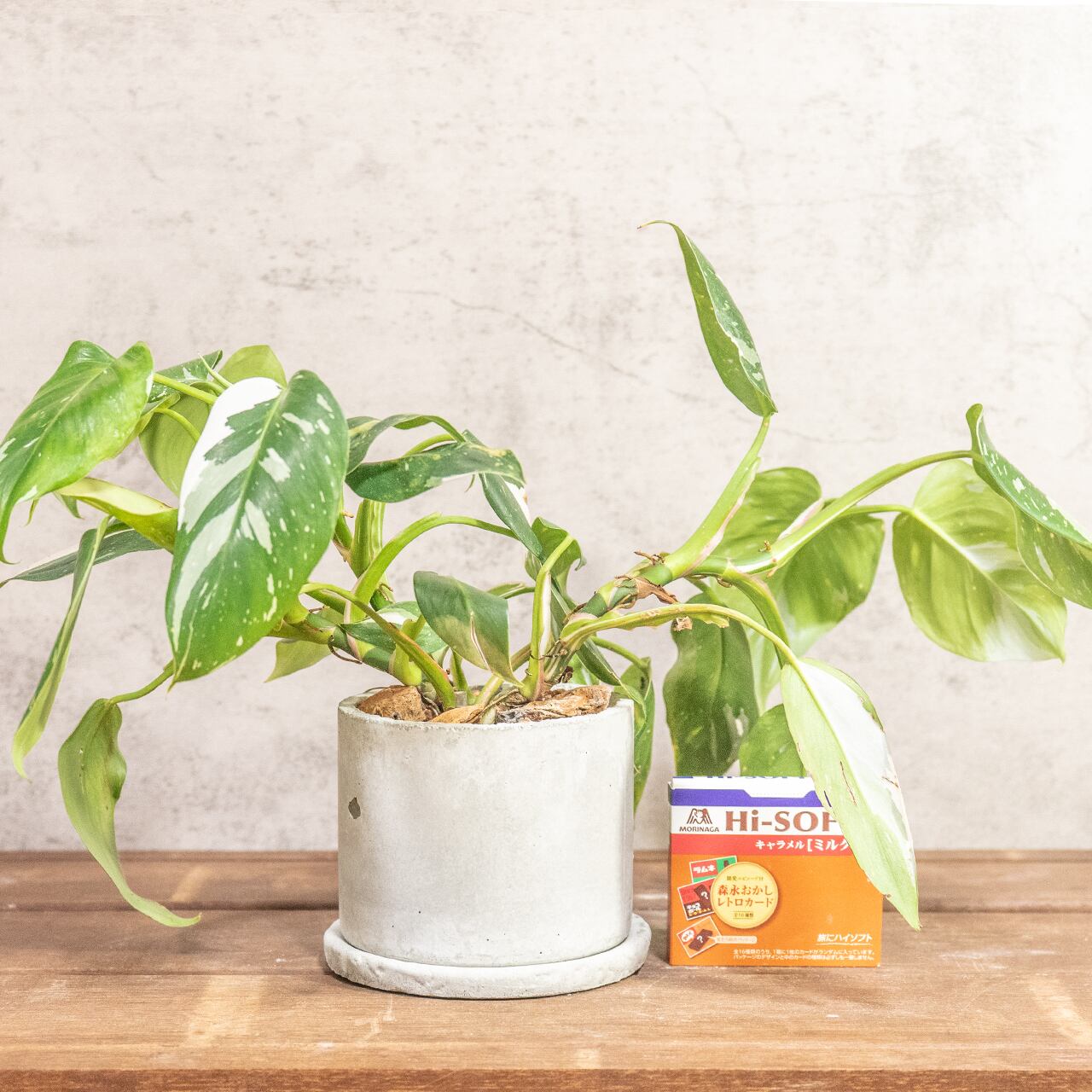 フィロデンドロン・ホワイトプリンセス|真っ白な斑入りの葉が印象的なエレガントな観葉植物【一点物モルタル鉢】