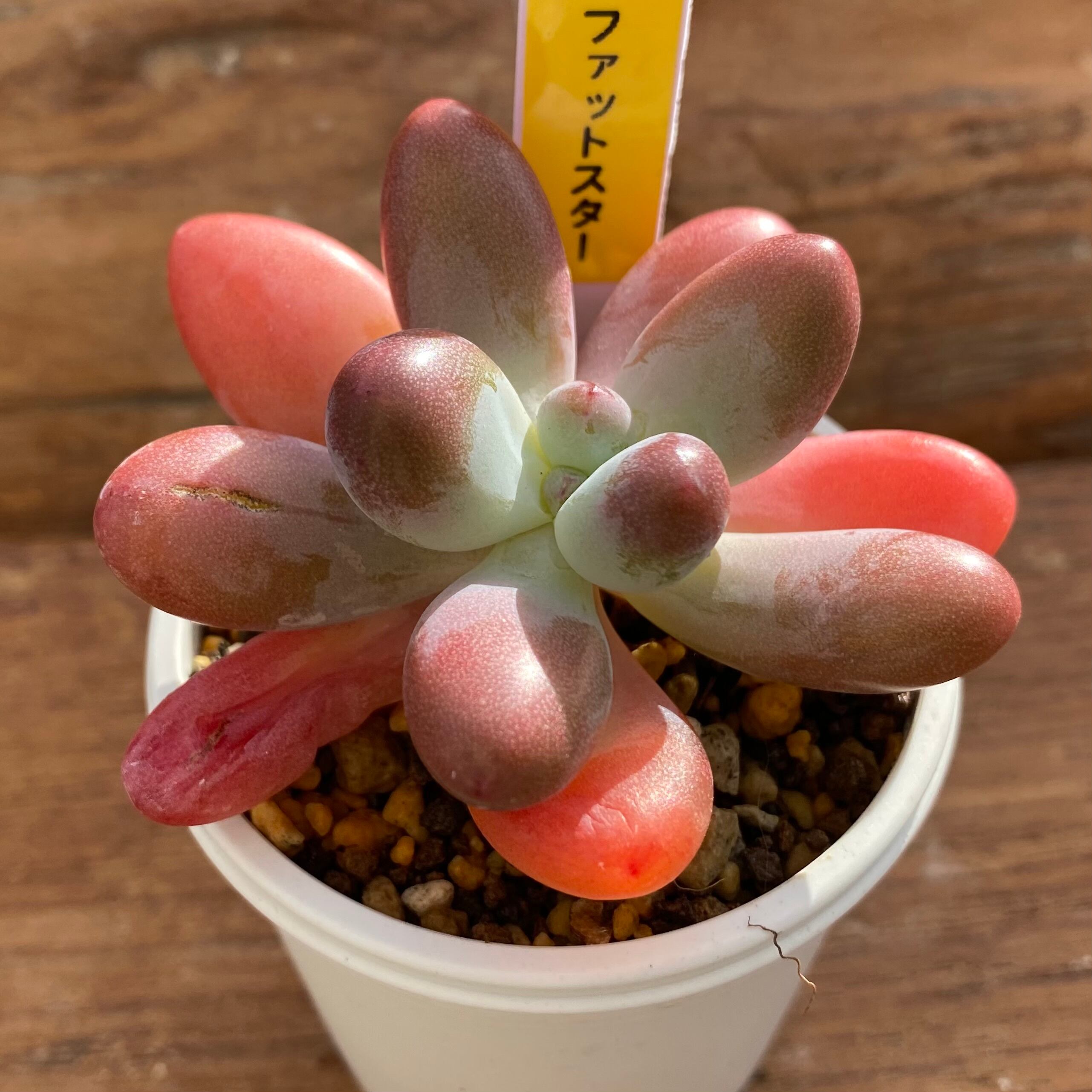 ハオルチア 花狐錦 | mocono_plants