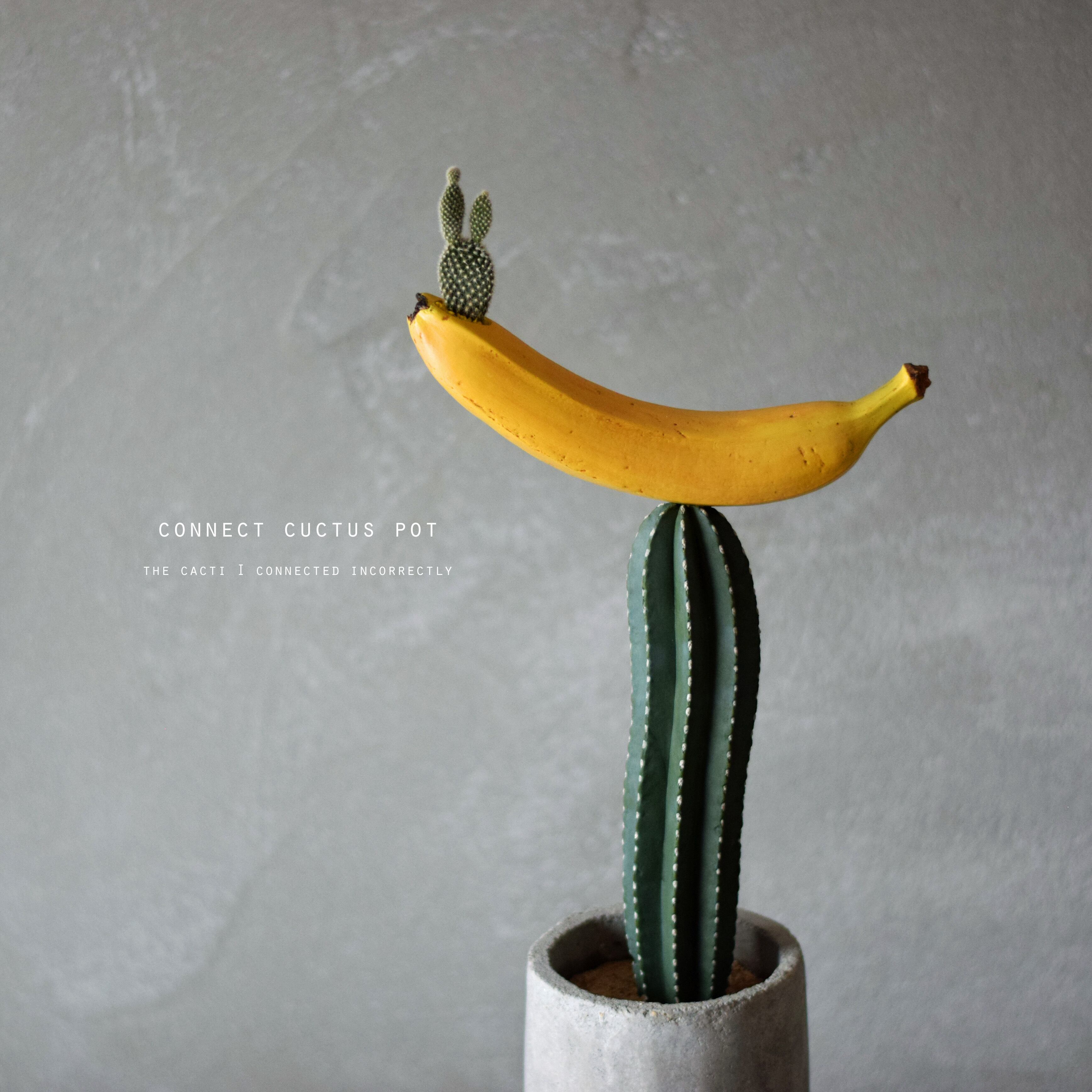 connect cuctus (バナナ） | Sabotensi