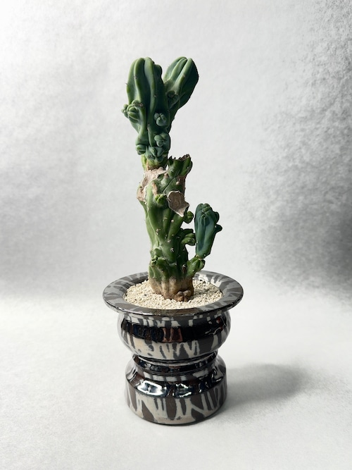 ミルチロカクタス・竜神木綴化