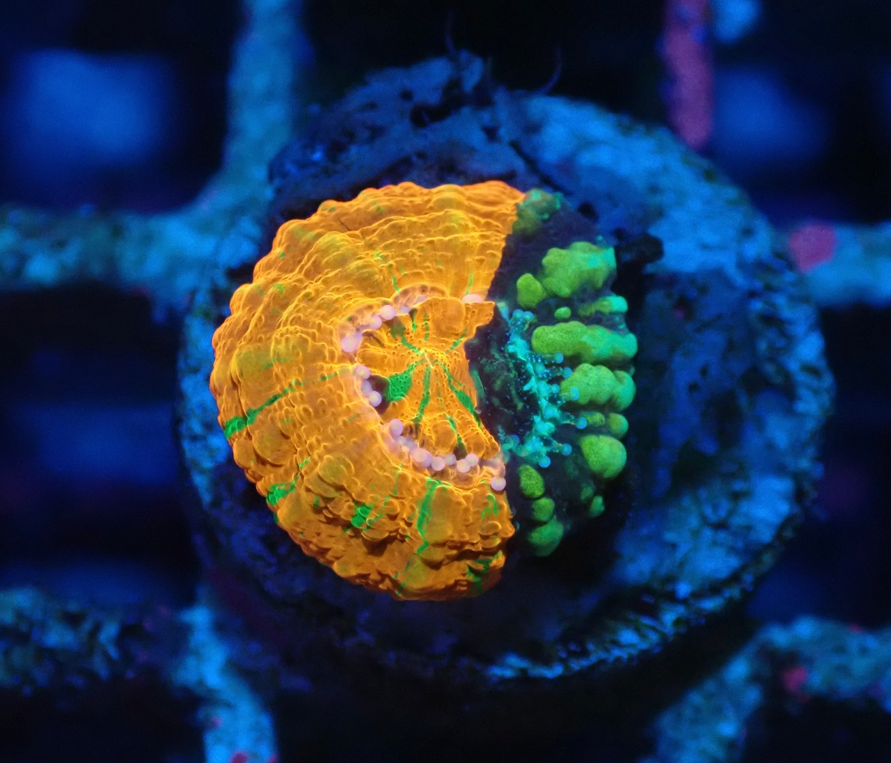 Scolymia Baby Chimera 1