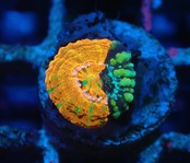 Scolymia Baby Chimera 1