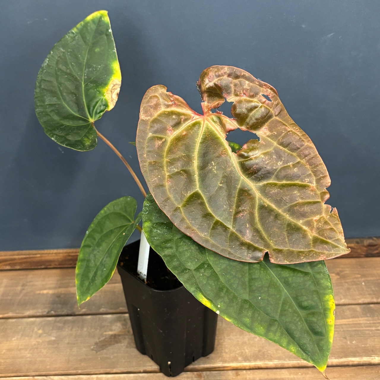 【クリアランス】アンスリウム　luxurians(red) × sp. aff. besseae【184】