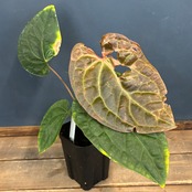 【クリアランス】アンスリウム　luxurians(red) × sp. aff. besseae【184】